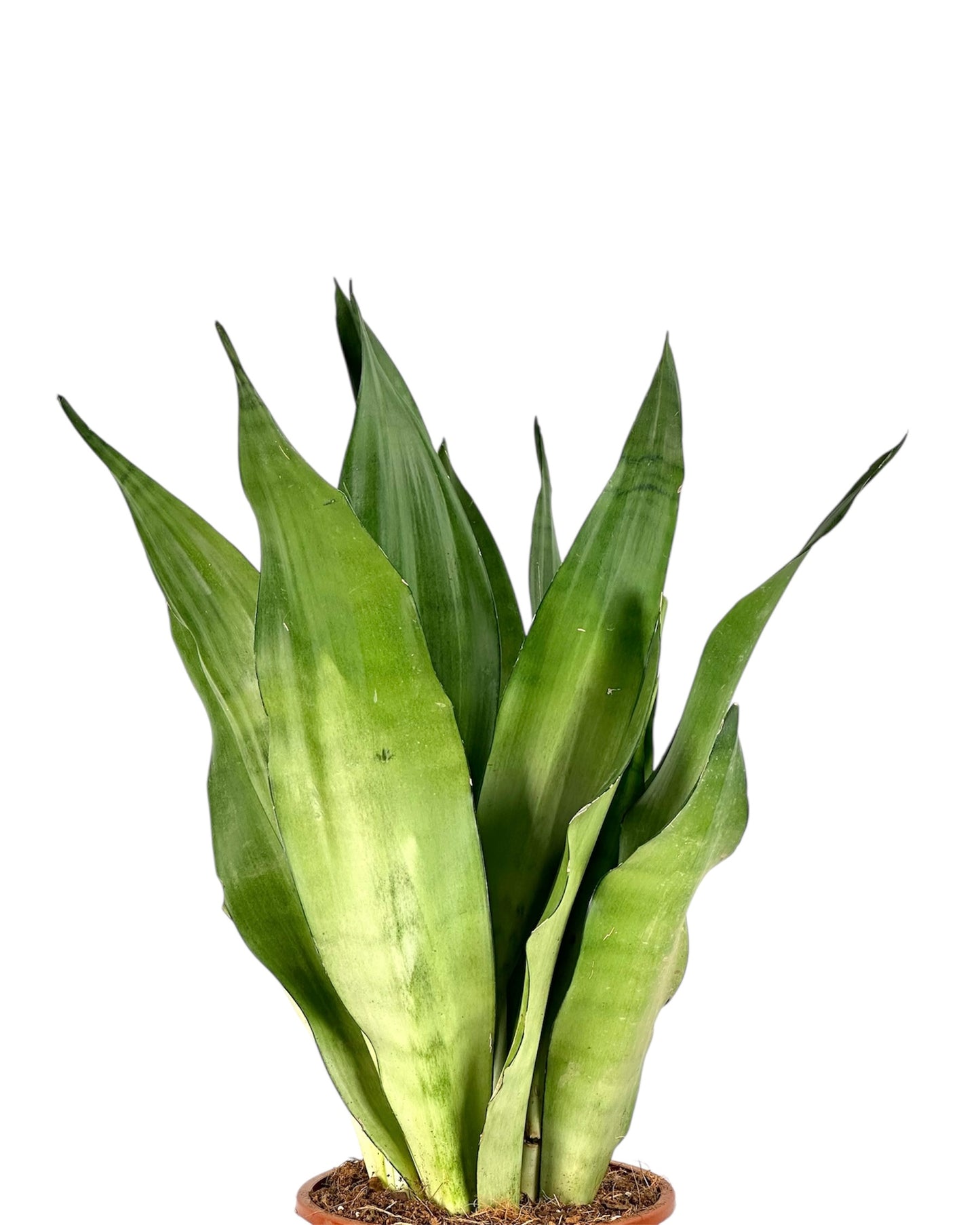 Sansevieria Moonshine pot Ø17 cm