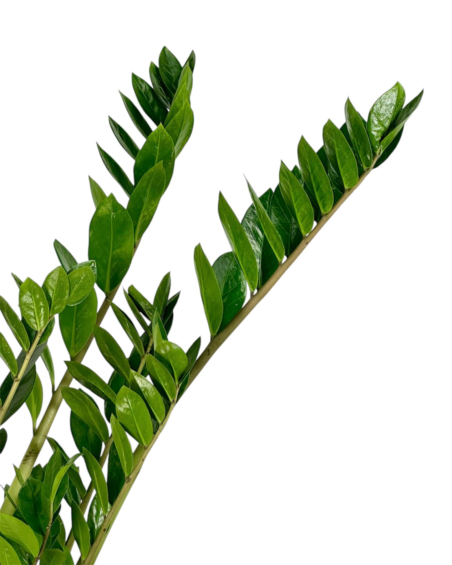 Zamioculcas Zamiifolia