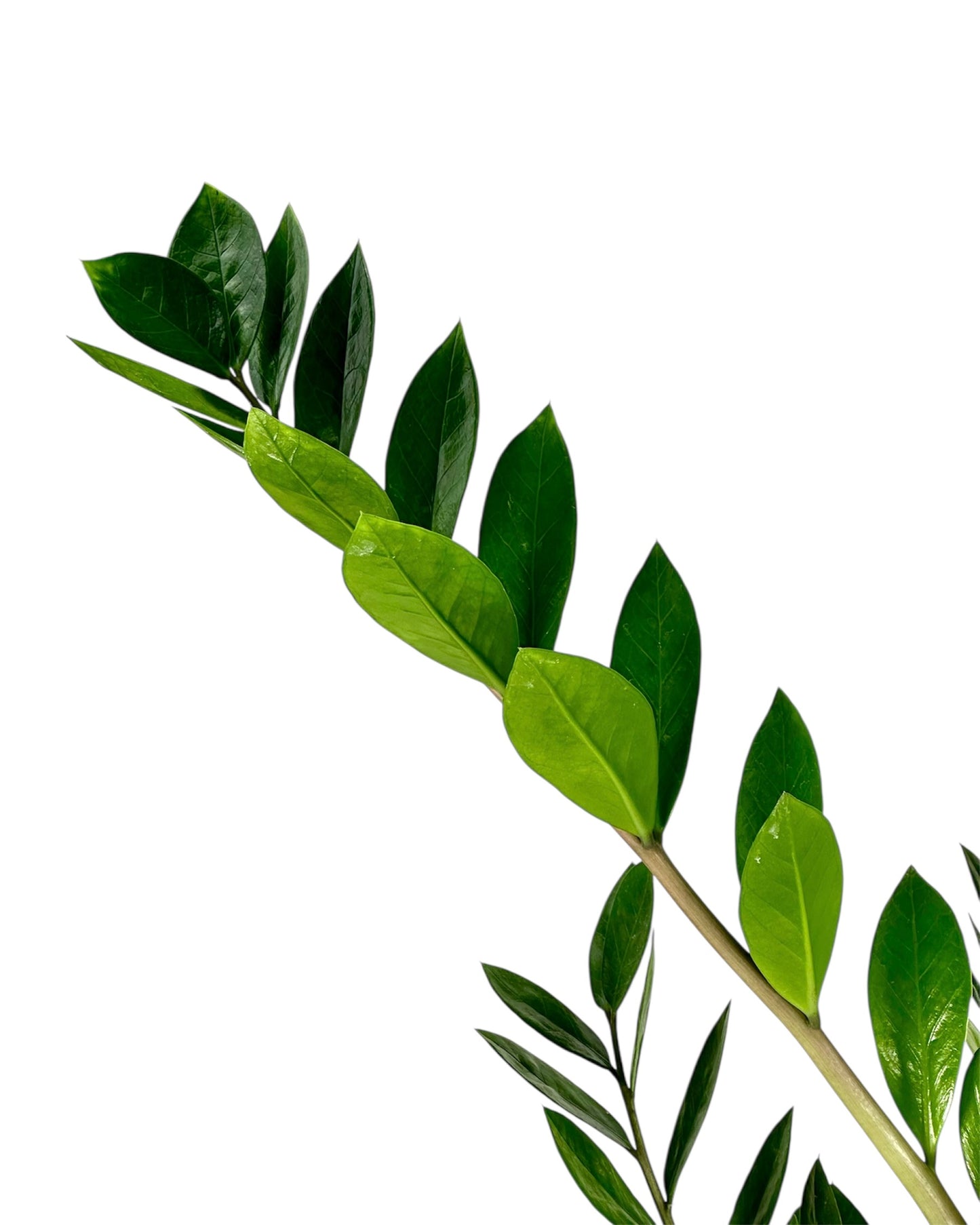 Zamioculcas Zamiifolia