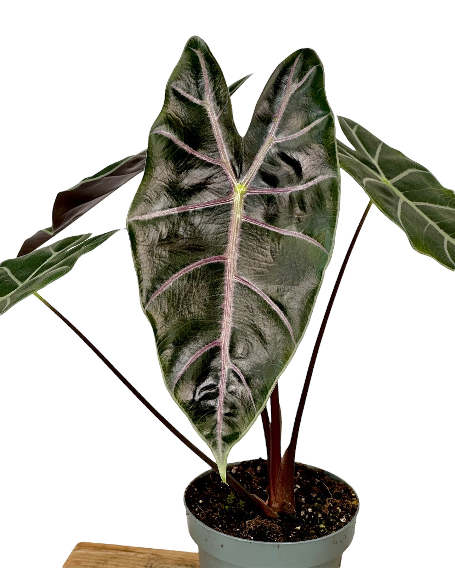Alocasia Longiloba Purple