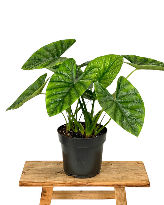 Alocasia Lukiwan 'Lucky One'