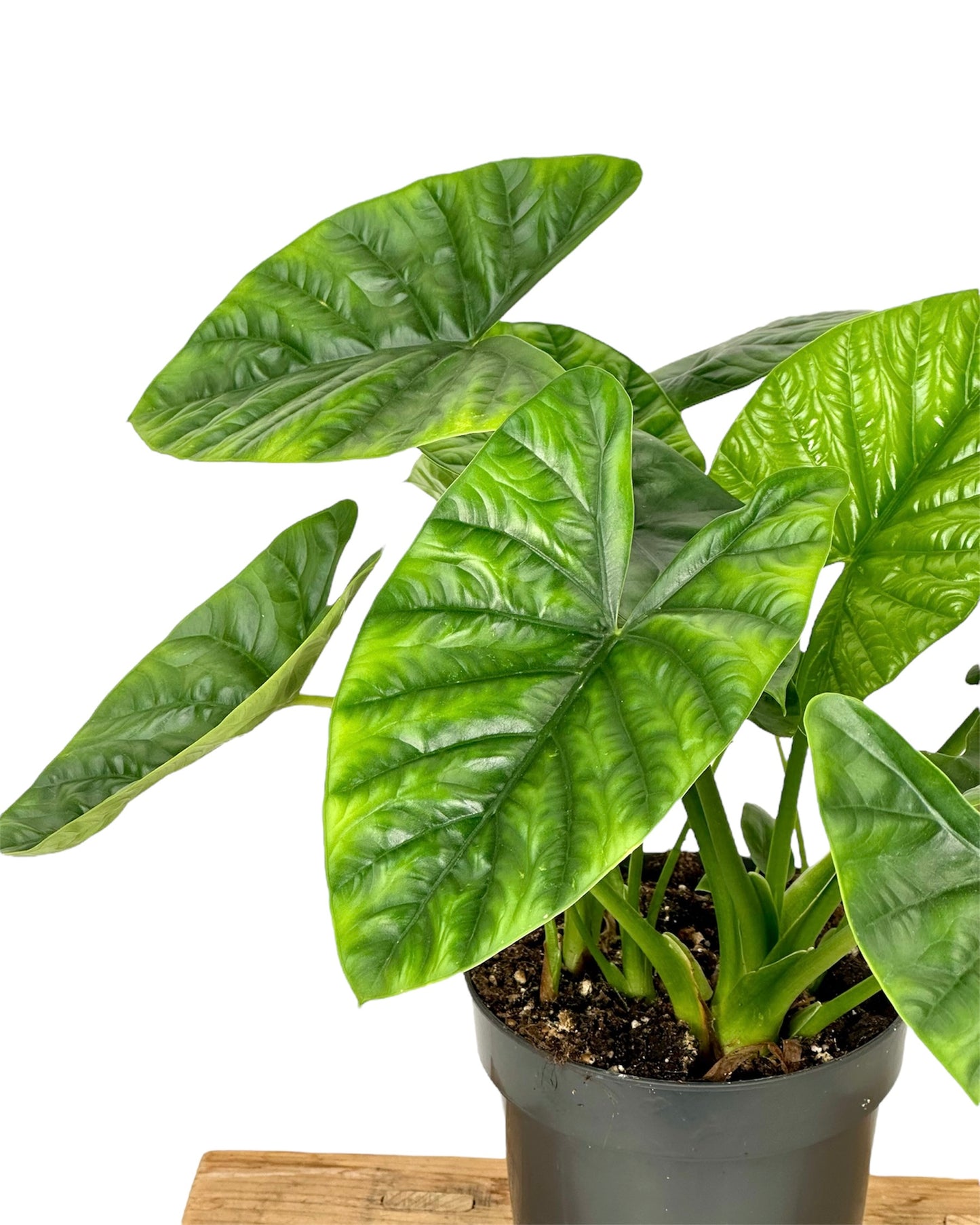 Alocasia Lukiwan 'Lucky One'