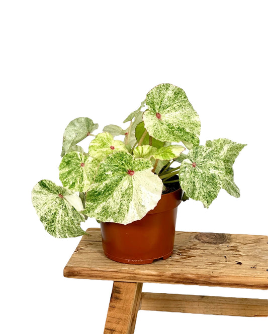 Bégonia Rouge variegata