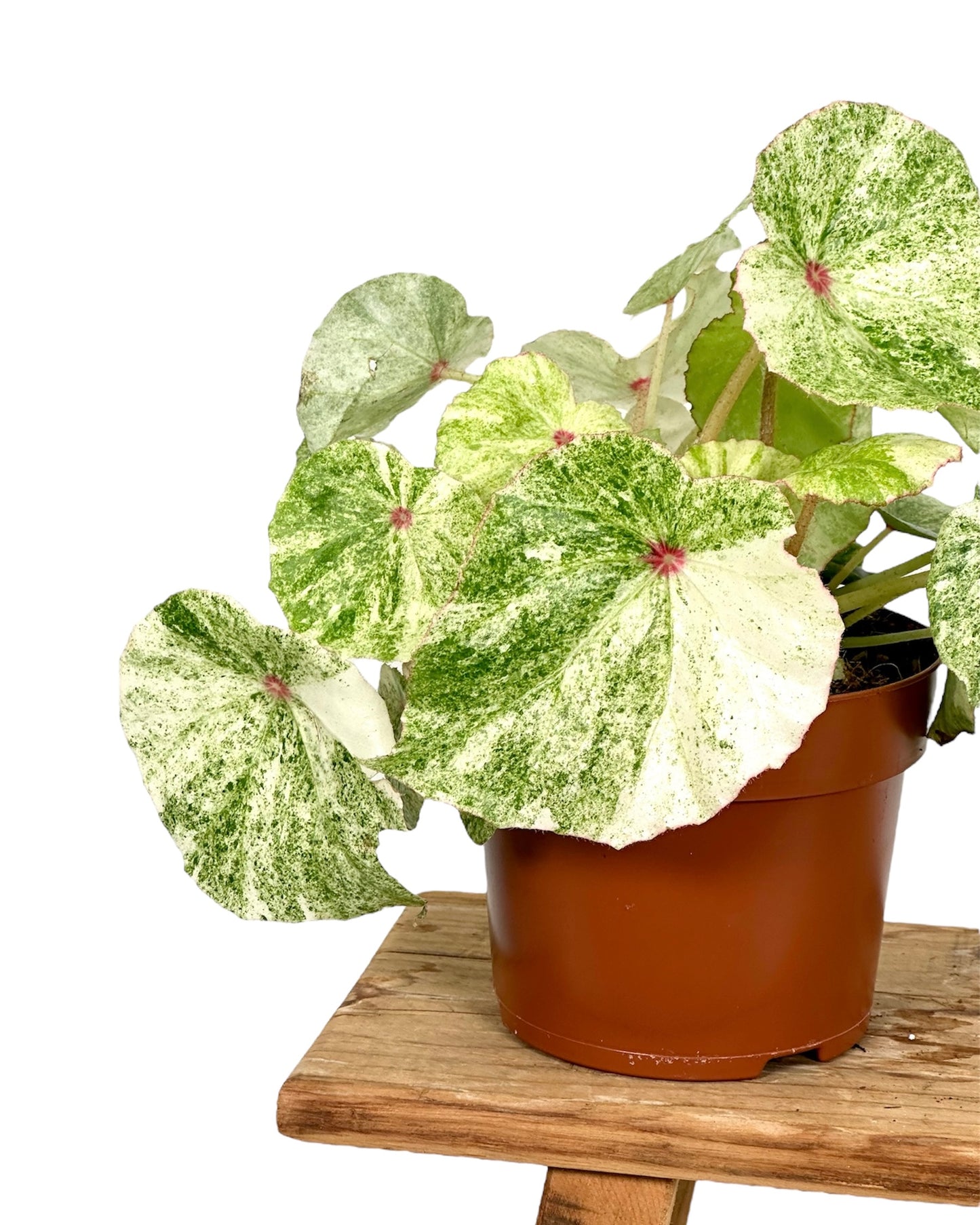 Bégonia Rouge variegata