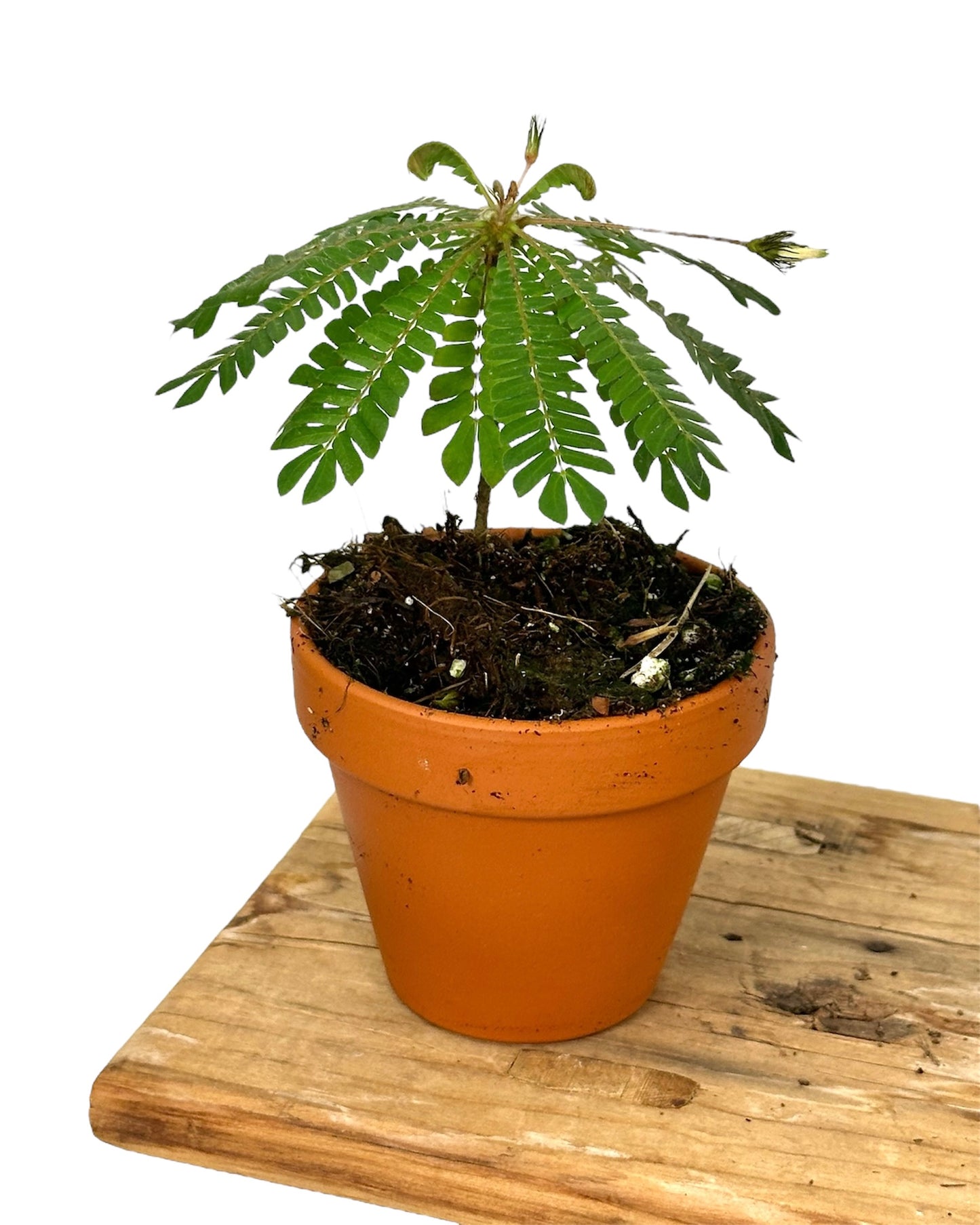 Biophytum Sensitivum