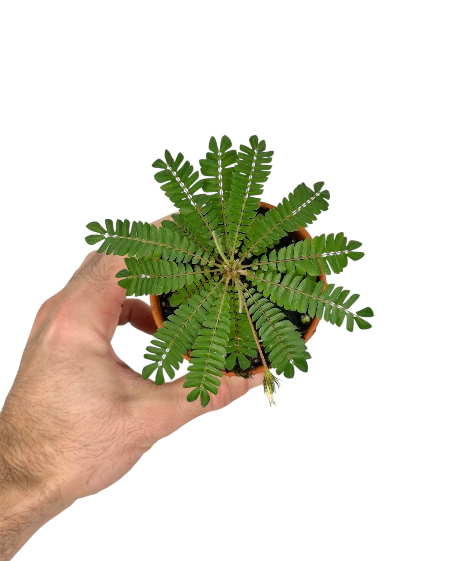 Biophytum Sensitivum