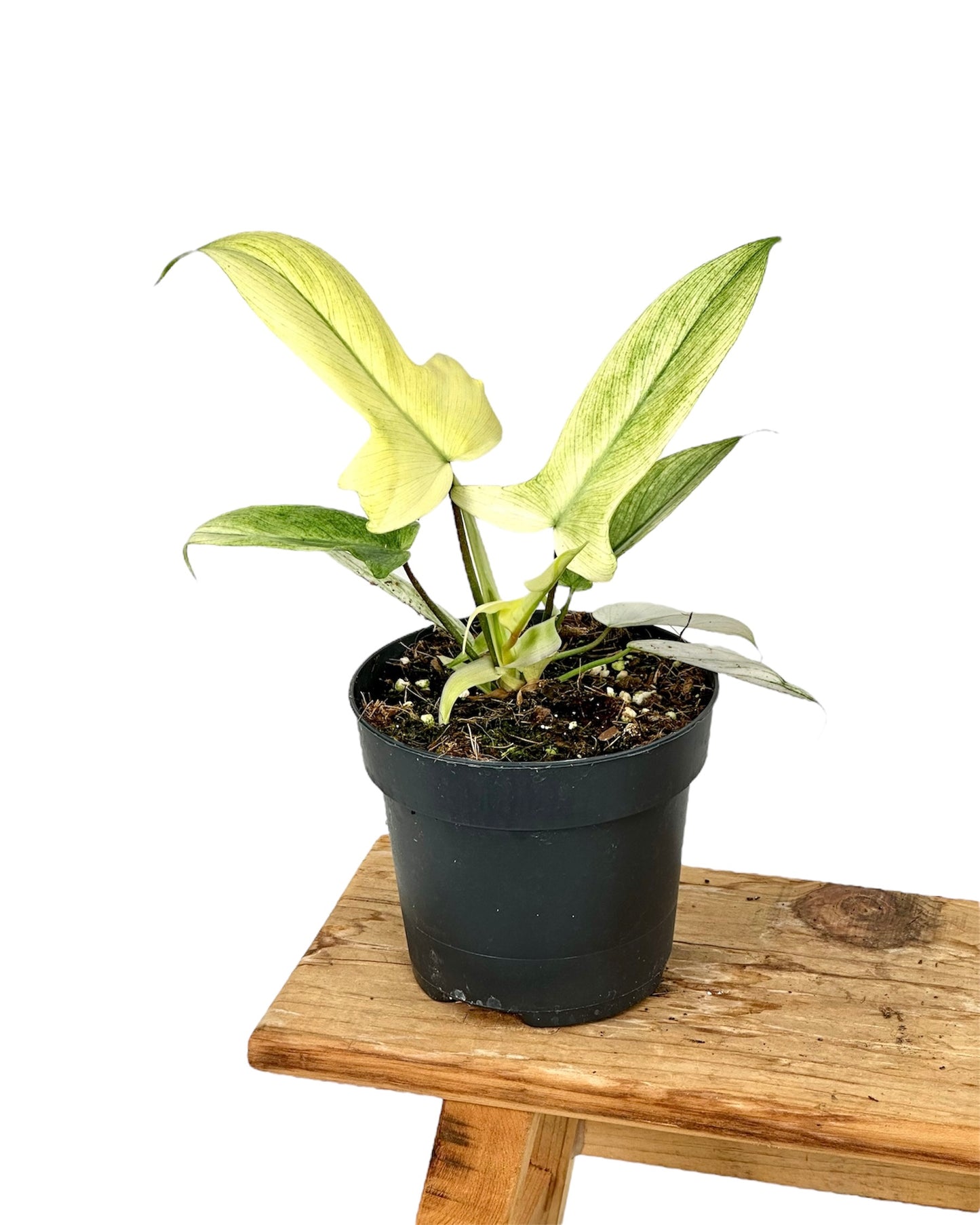 Philodendron Florida Ghost juvénile