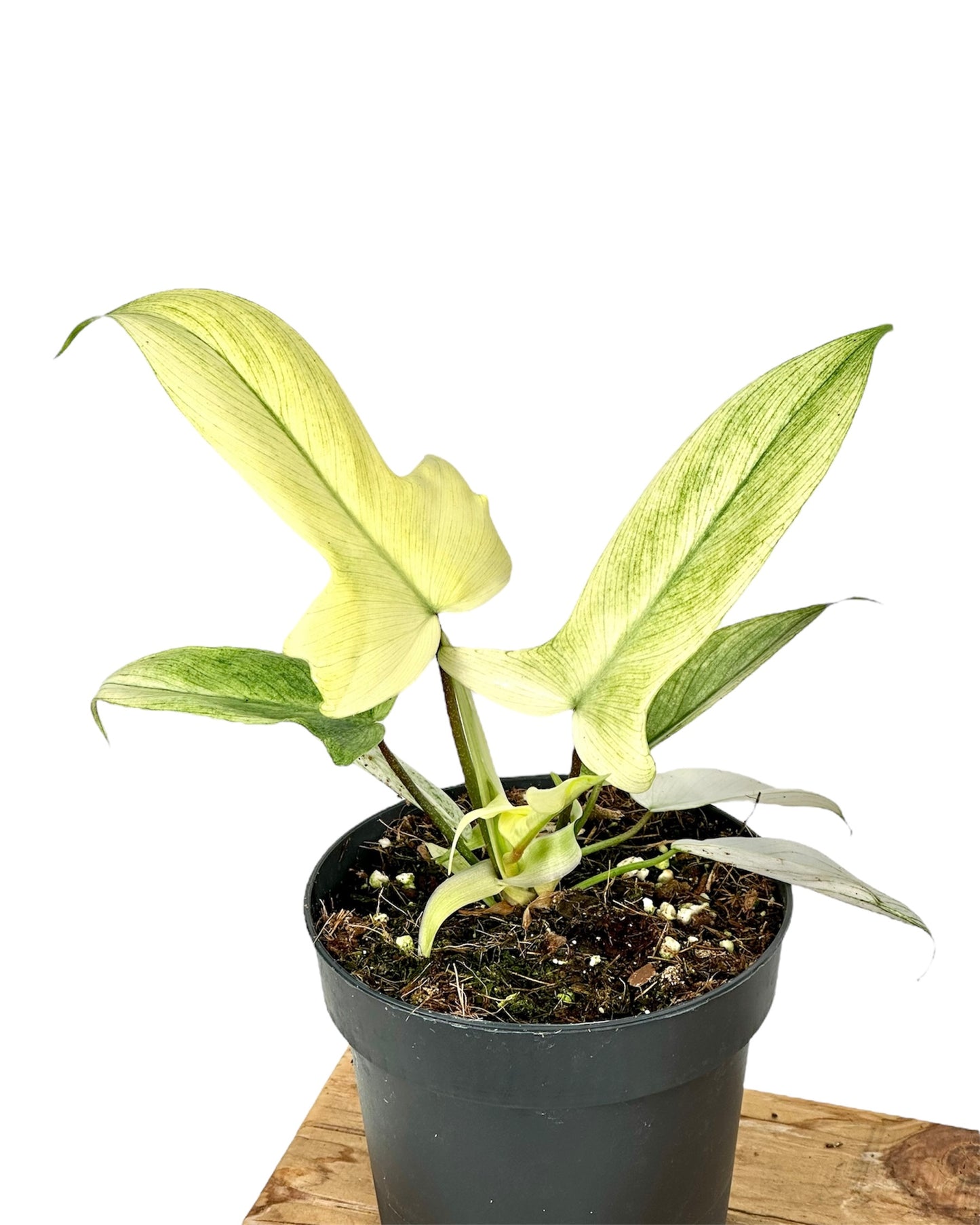 Philodendron Florida Ghost juvénile