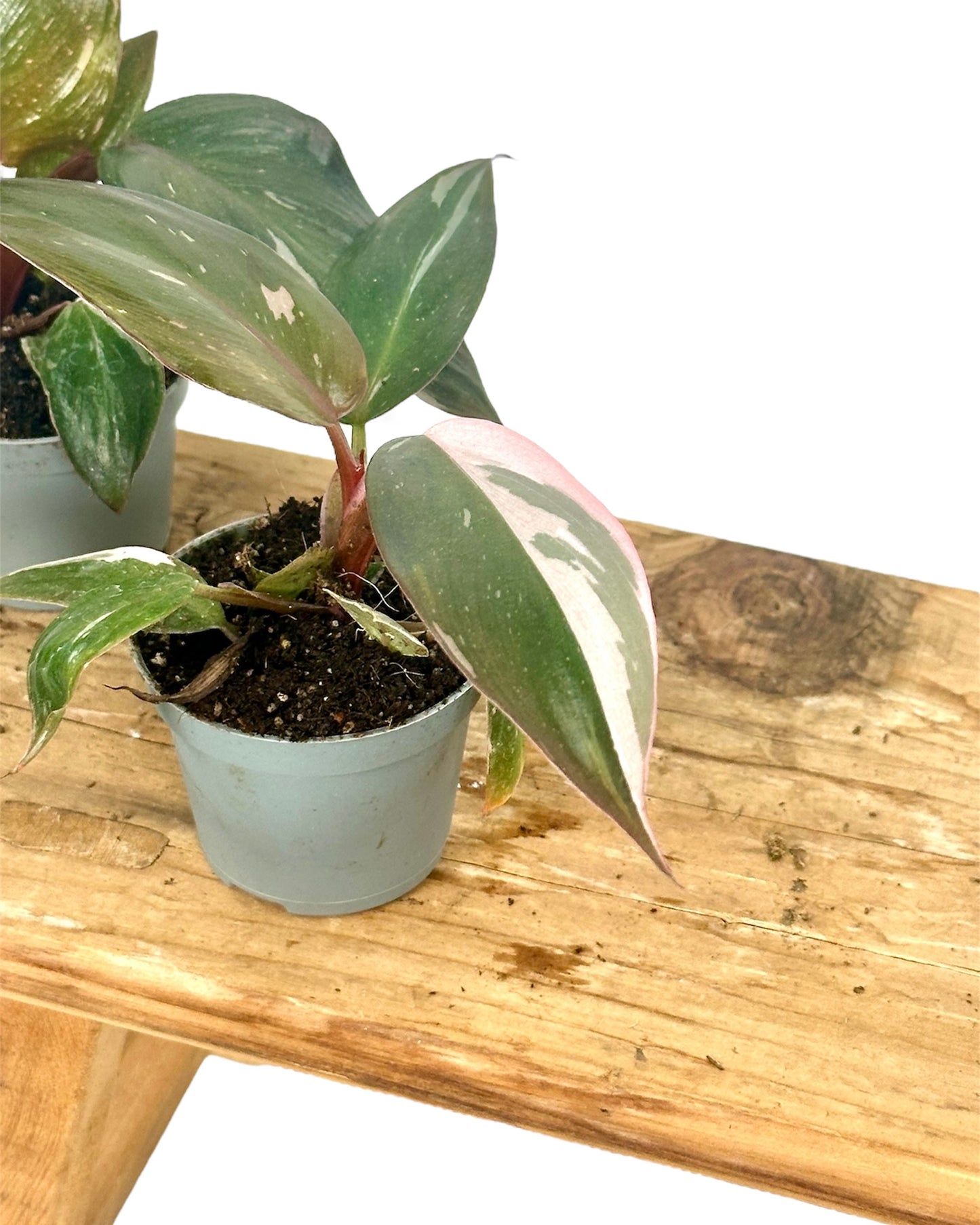 Philodendron Pink Princess marble - Baby plant