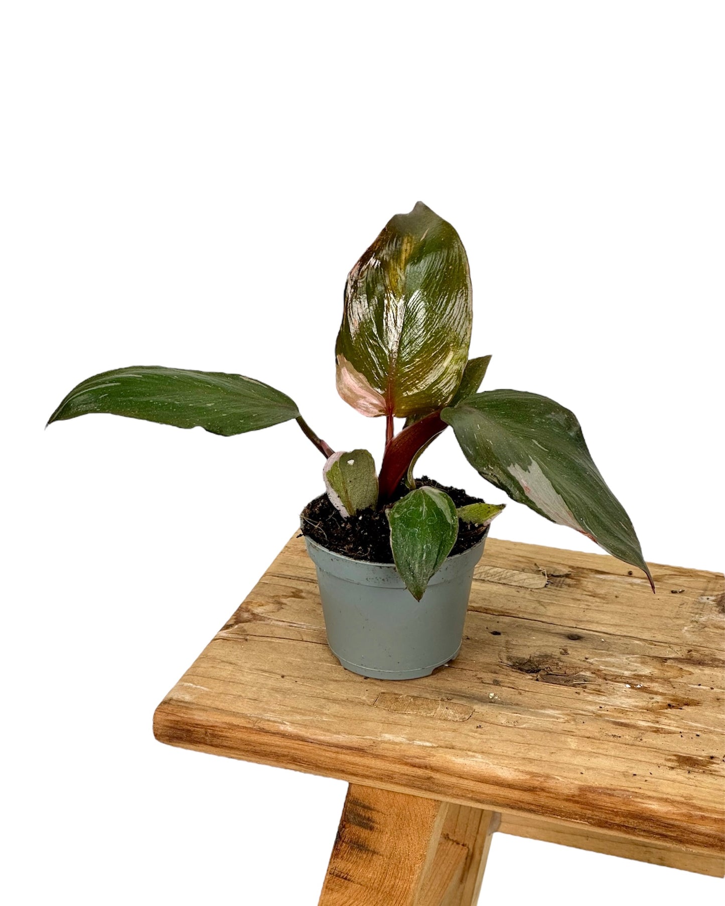 Philodendron Pink Princess marble - Baby plant