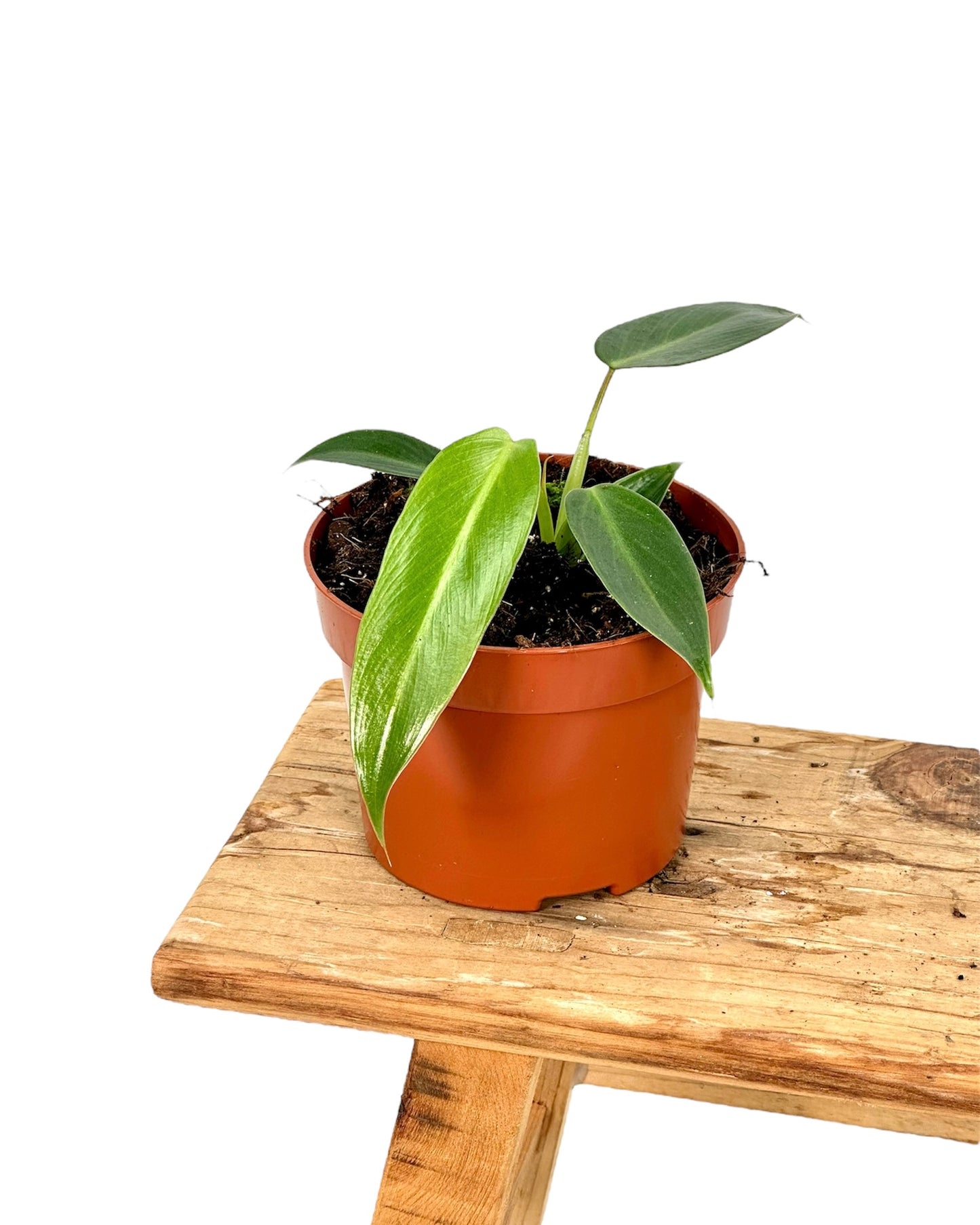 Philodendron Spiritus Sancti Juvénile