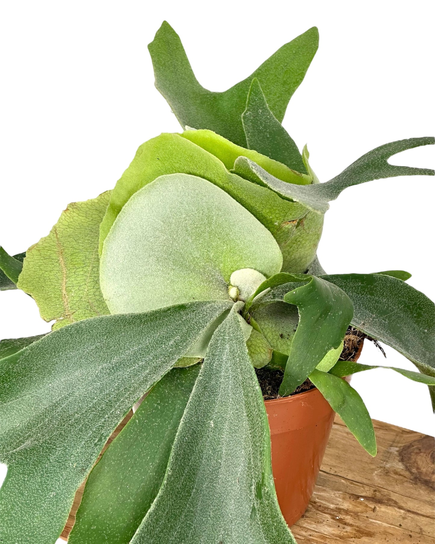 Platycerium Alcicorne - Fougère corne d’élan