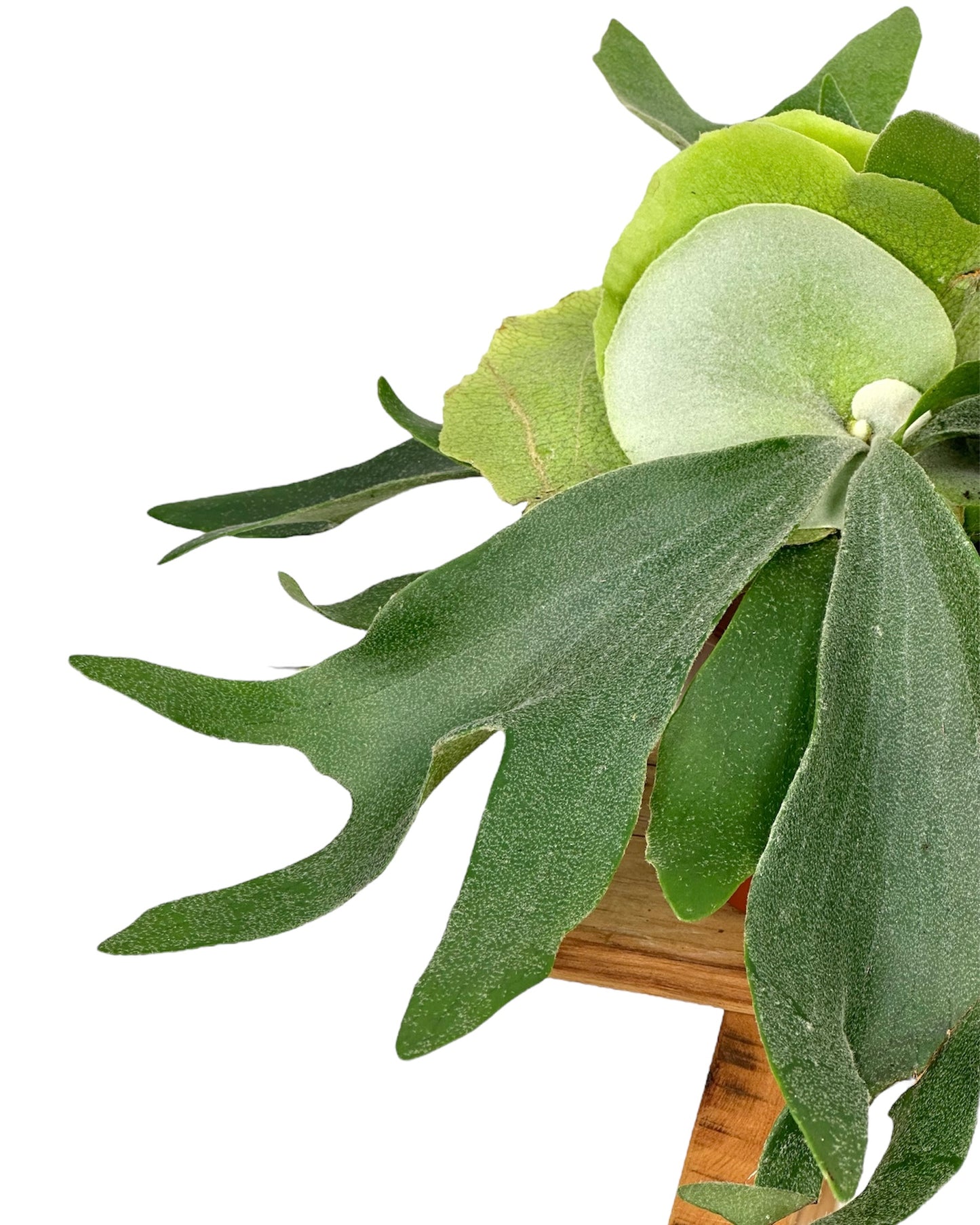 Platycerium Alcicorne - Fougère corne d’élan