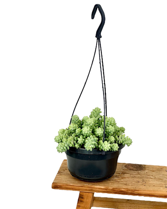 Sedum Burrito - Suspension