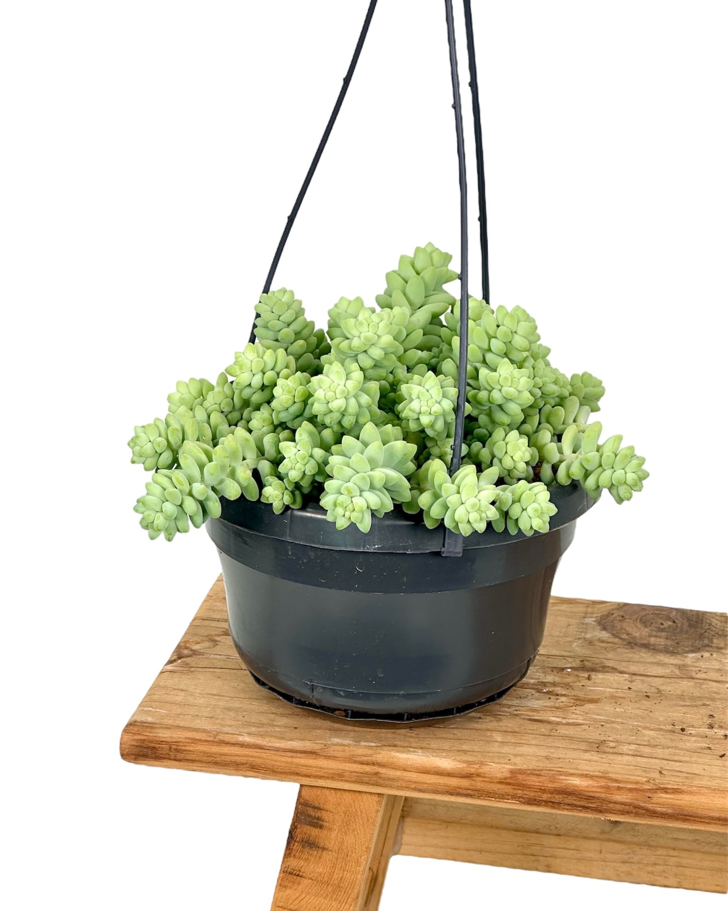 Sedum Burrito - Suspension