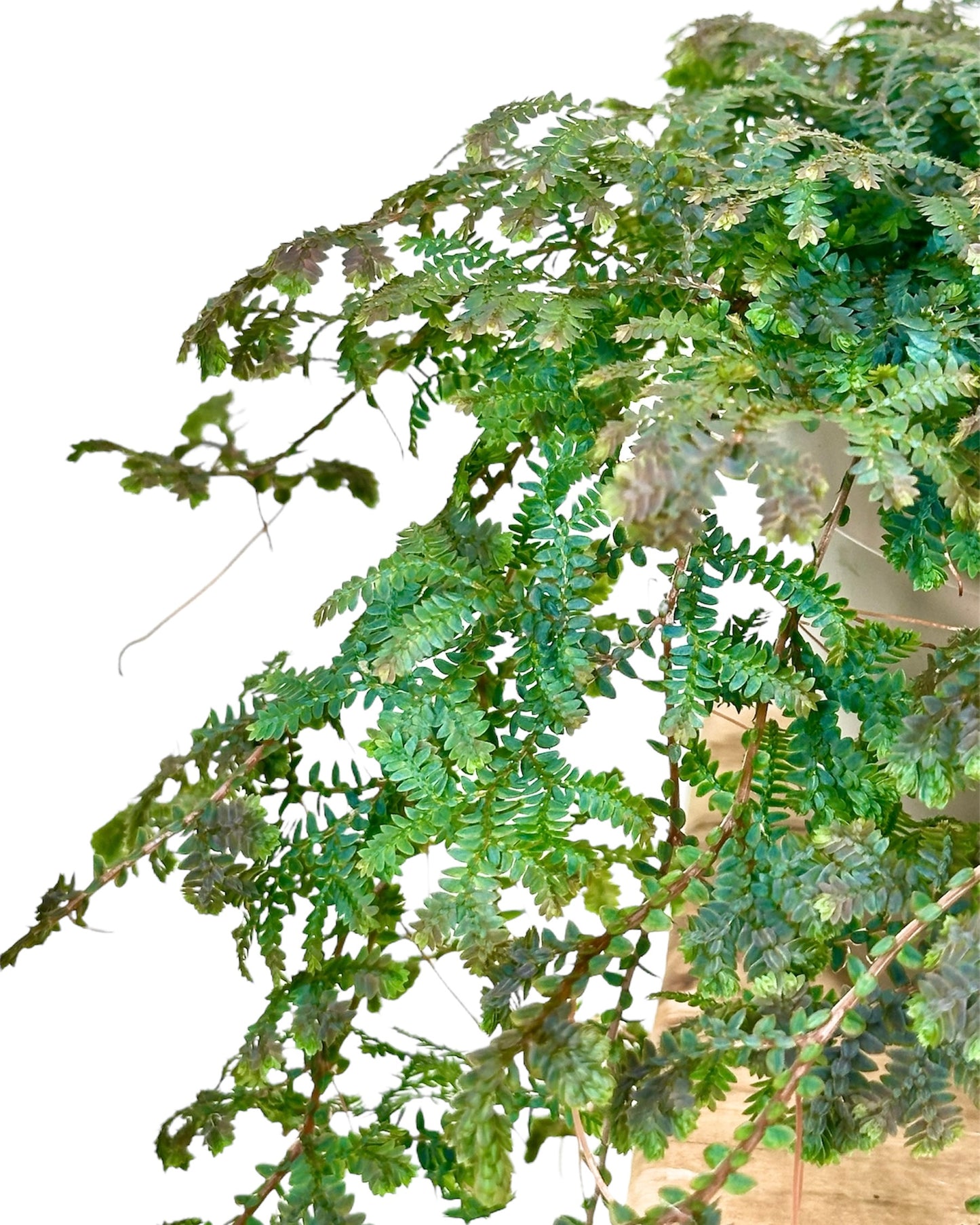 Selaginella Peacock