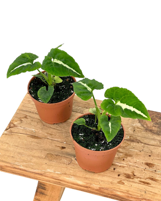Syngonium Wendlandii - Baby plant