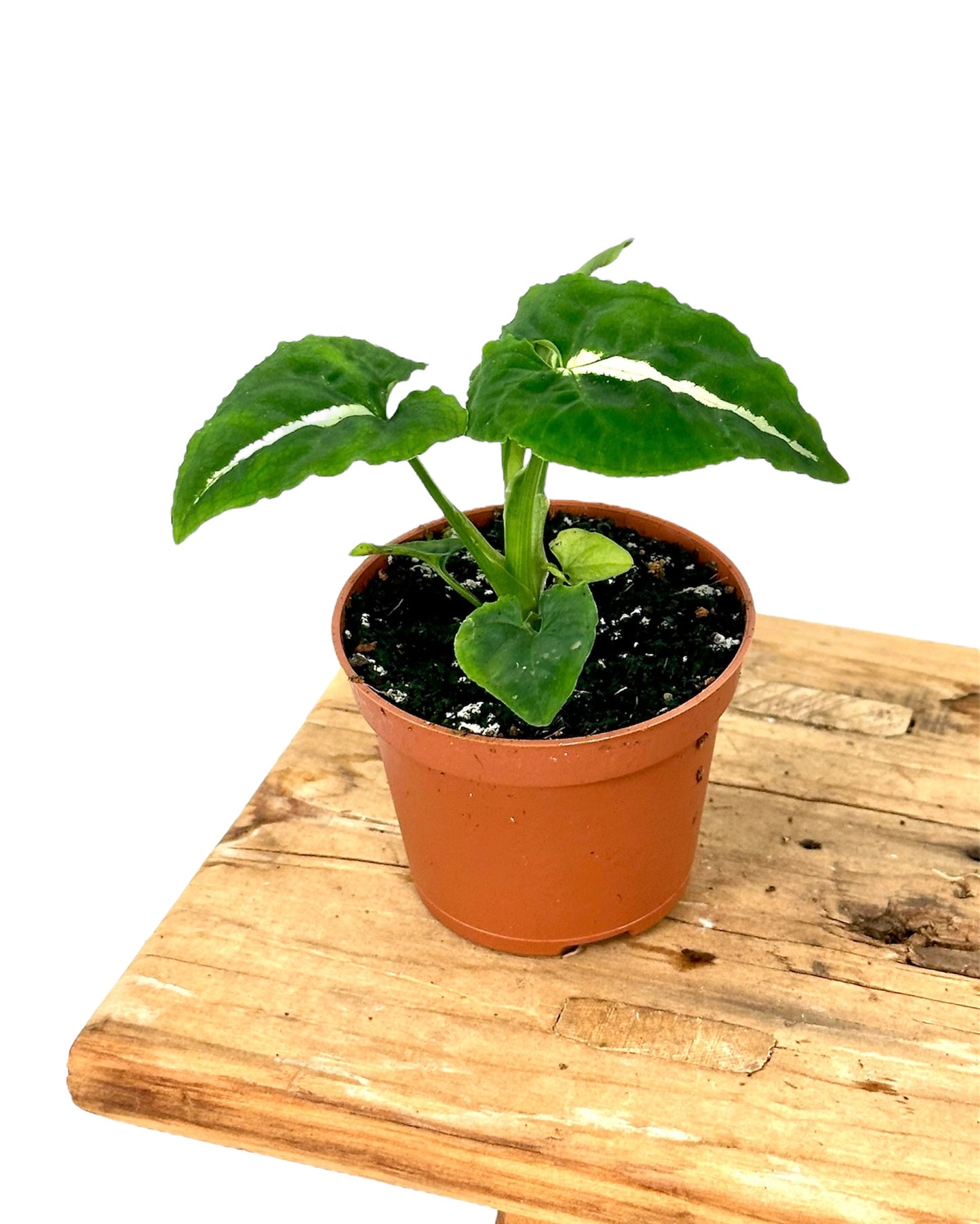 Syngonium Wendlandii - Baby plant