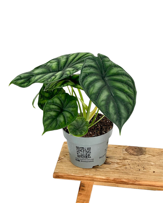 Alocasia Dragon Scale