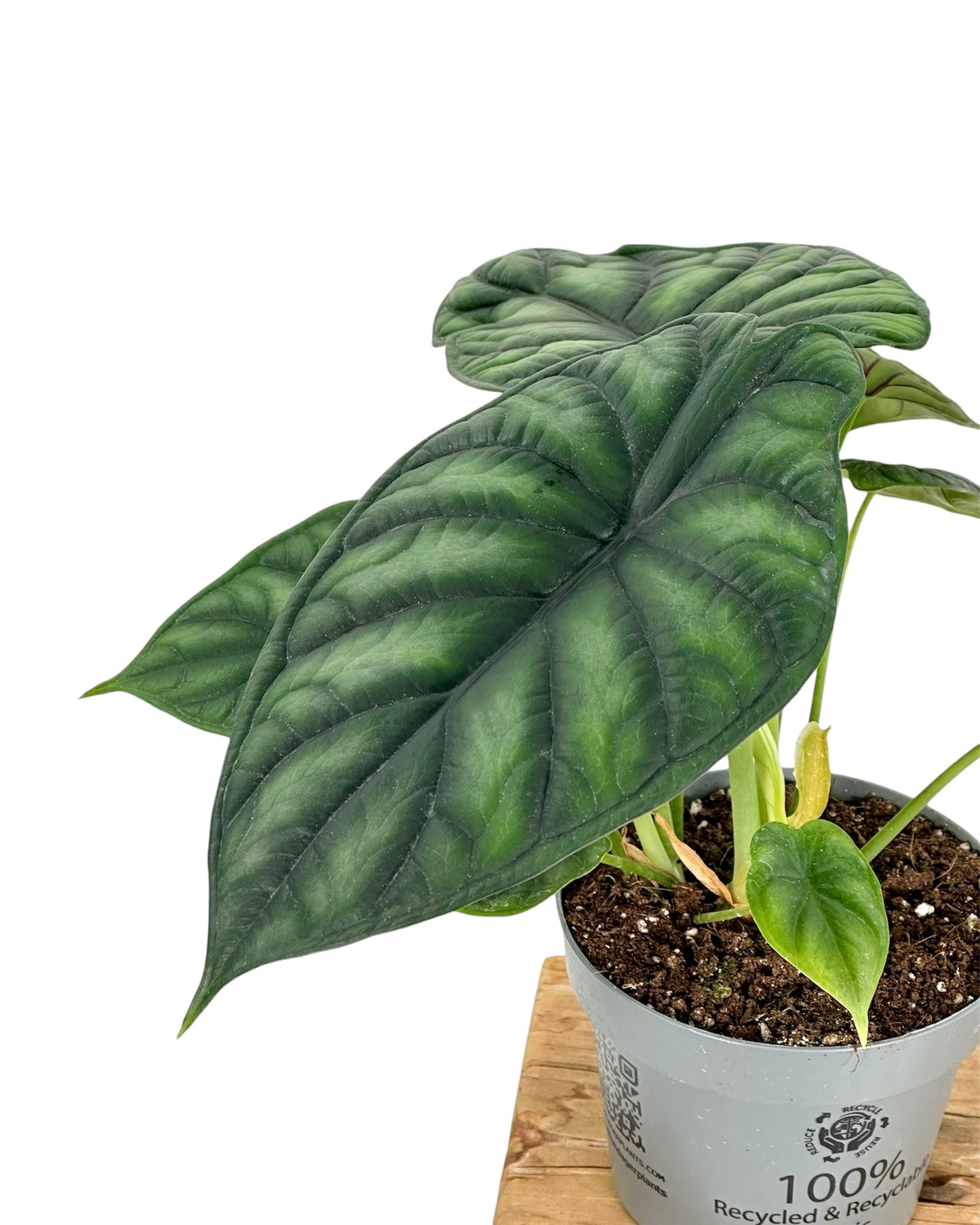 Alocasia Dragon Scale