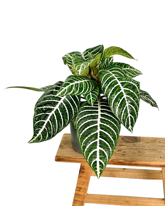 Aphelandra Squarrosa 'Green'