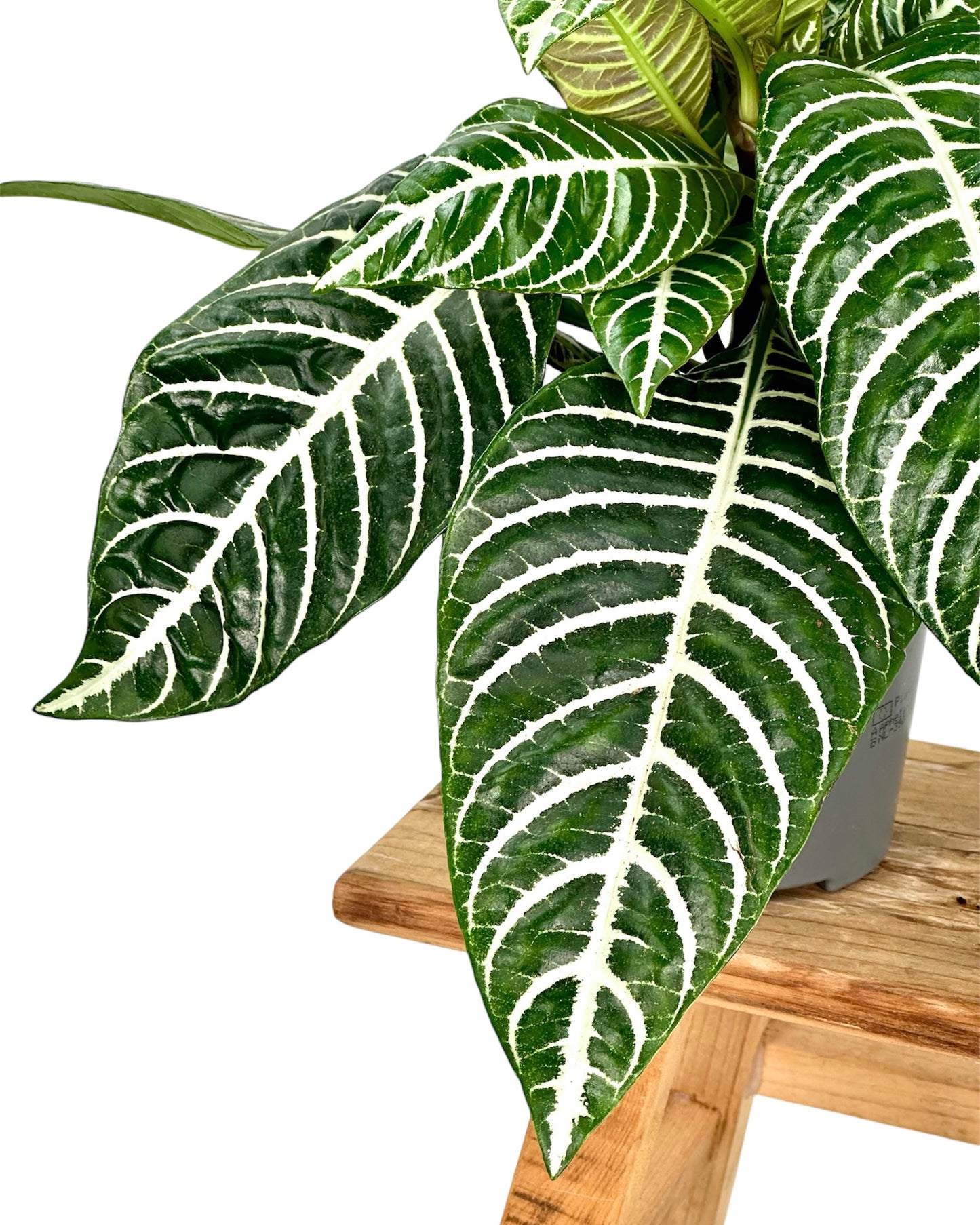 Aphelandra Squarrosa 'Green'