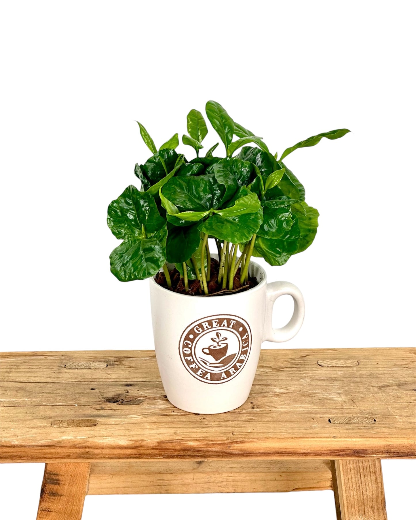 Coffea Arabica - Caféier avec pot tasse à café