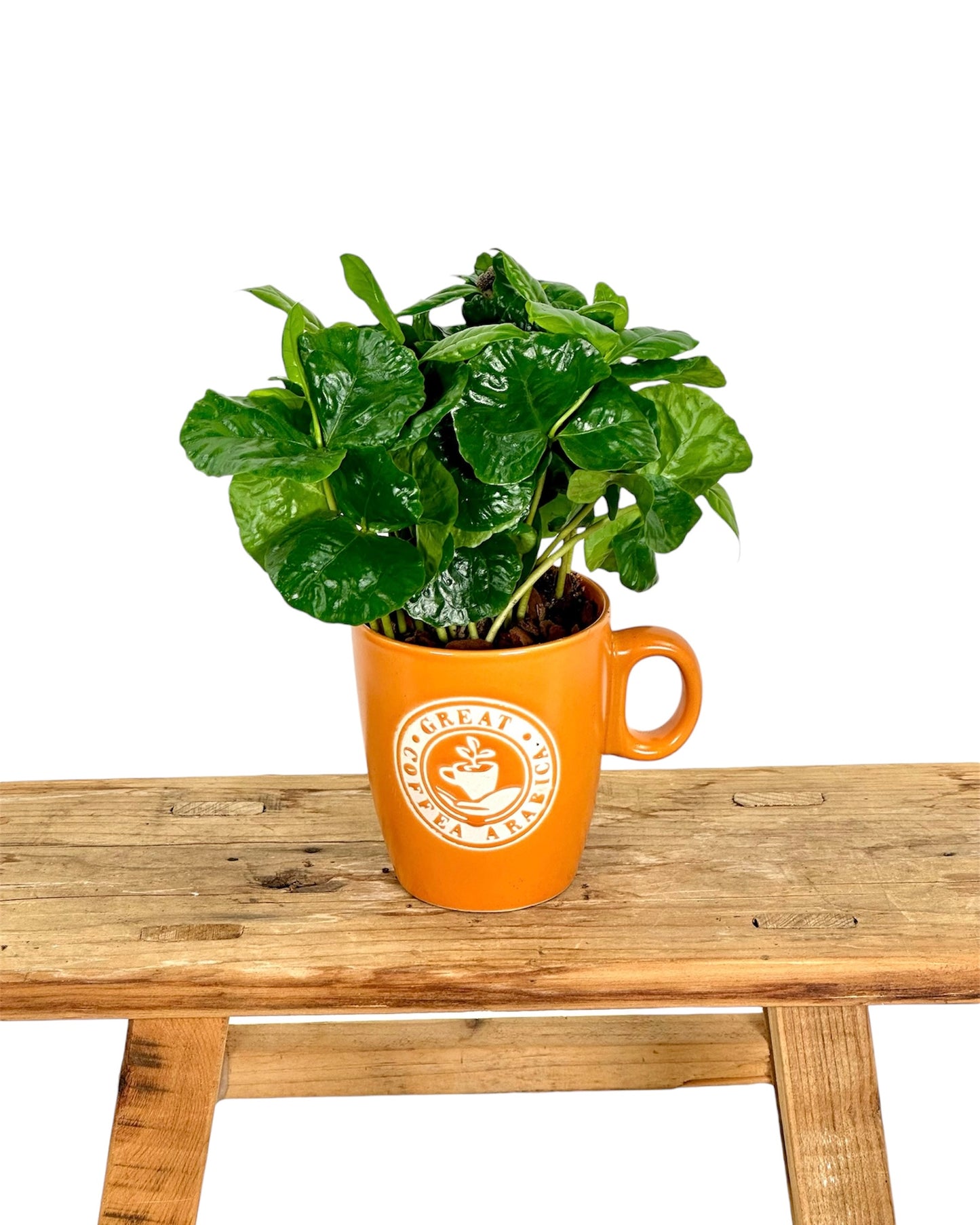 Coffea Arabica - Caféier avec pot tasse à café