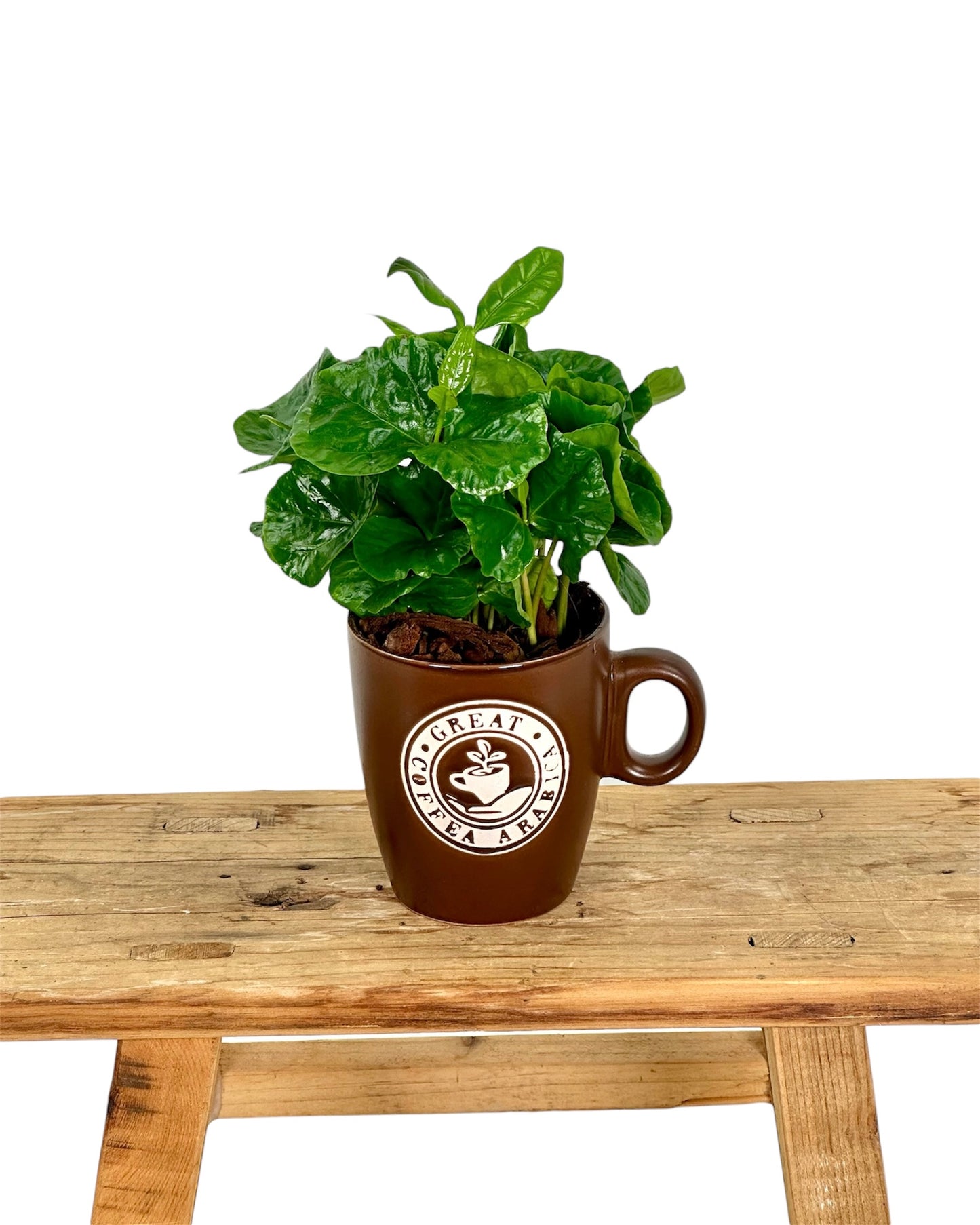 Coffea Arabica - Caféier avec pot tasse à café