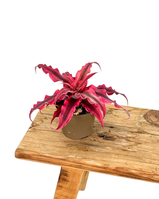 Cryptanthus Pineapple star - Baby plant