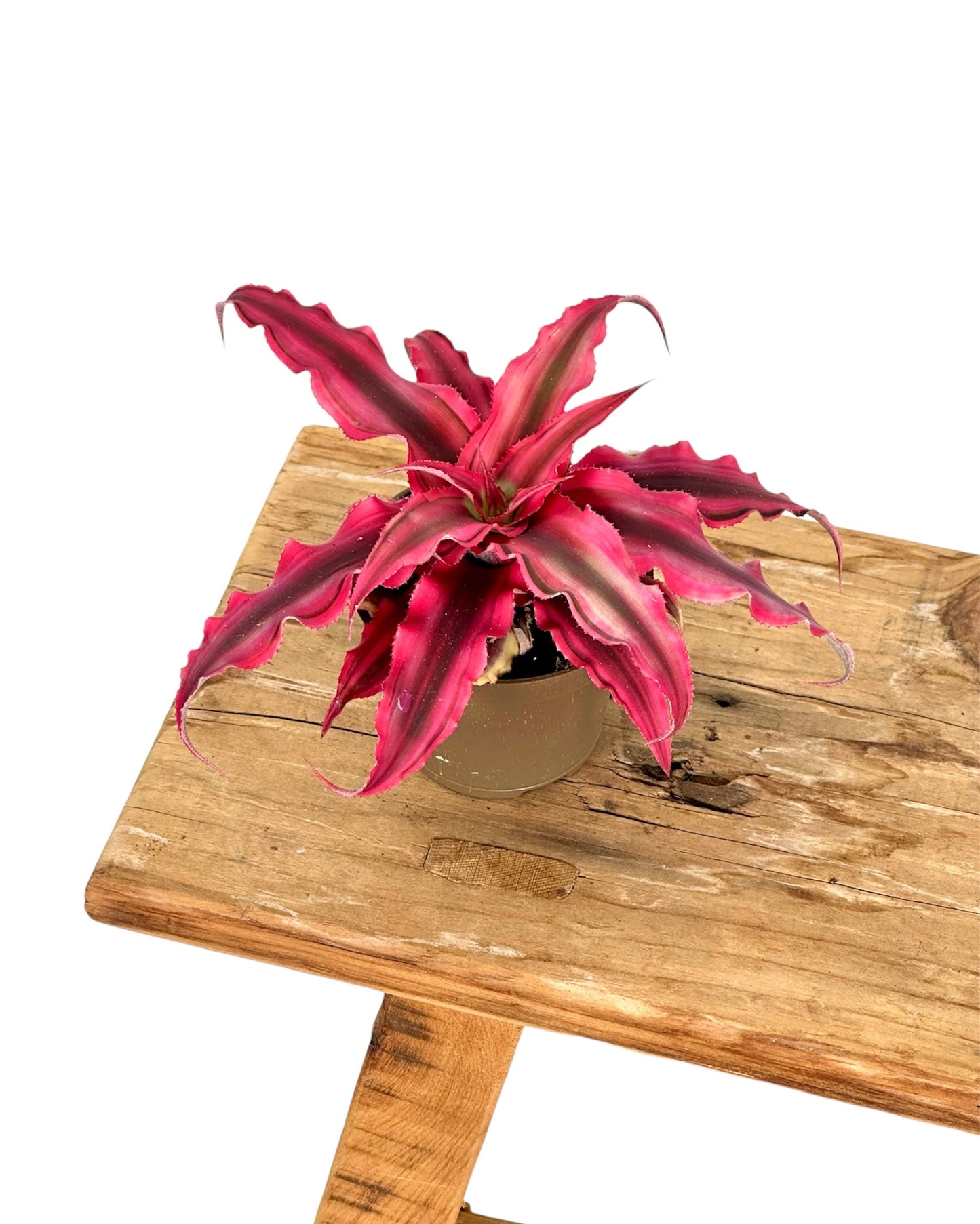 Cryptanthus Pineapple star - Baby plant