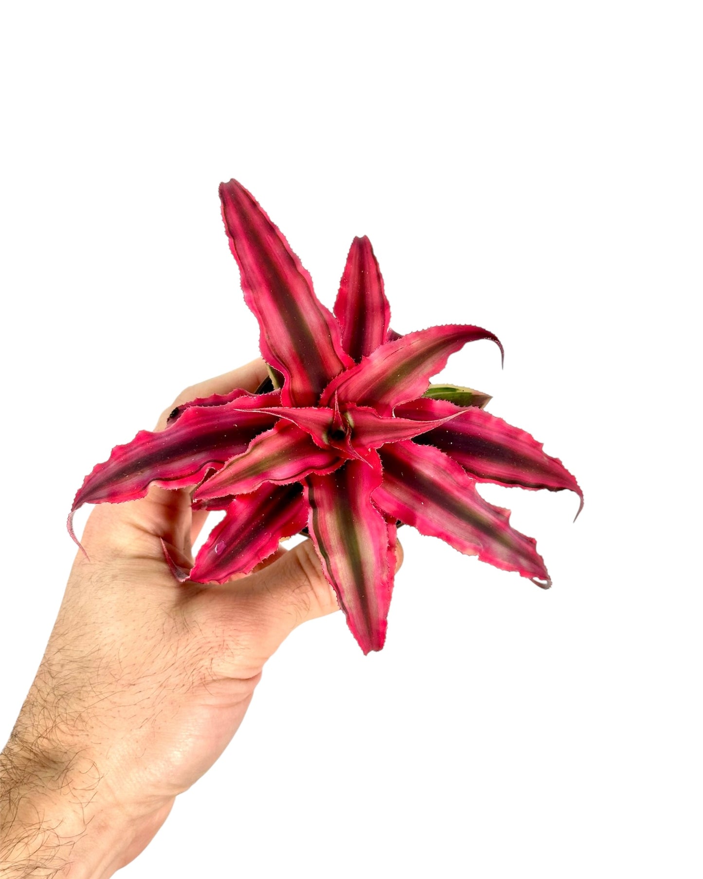 Cryptanthus Pineapple star - Baby plant