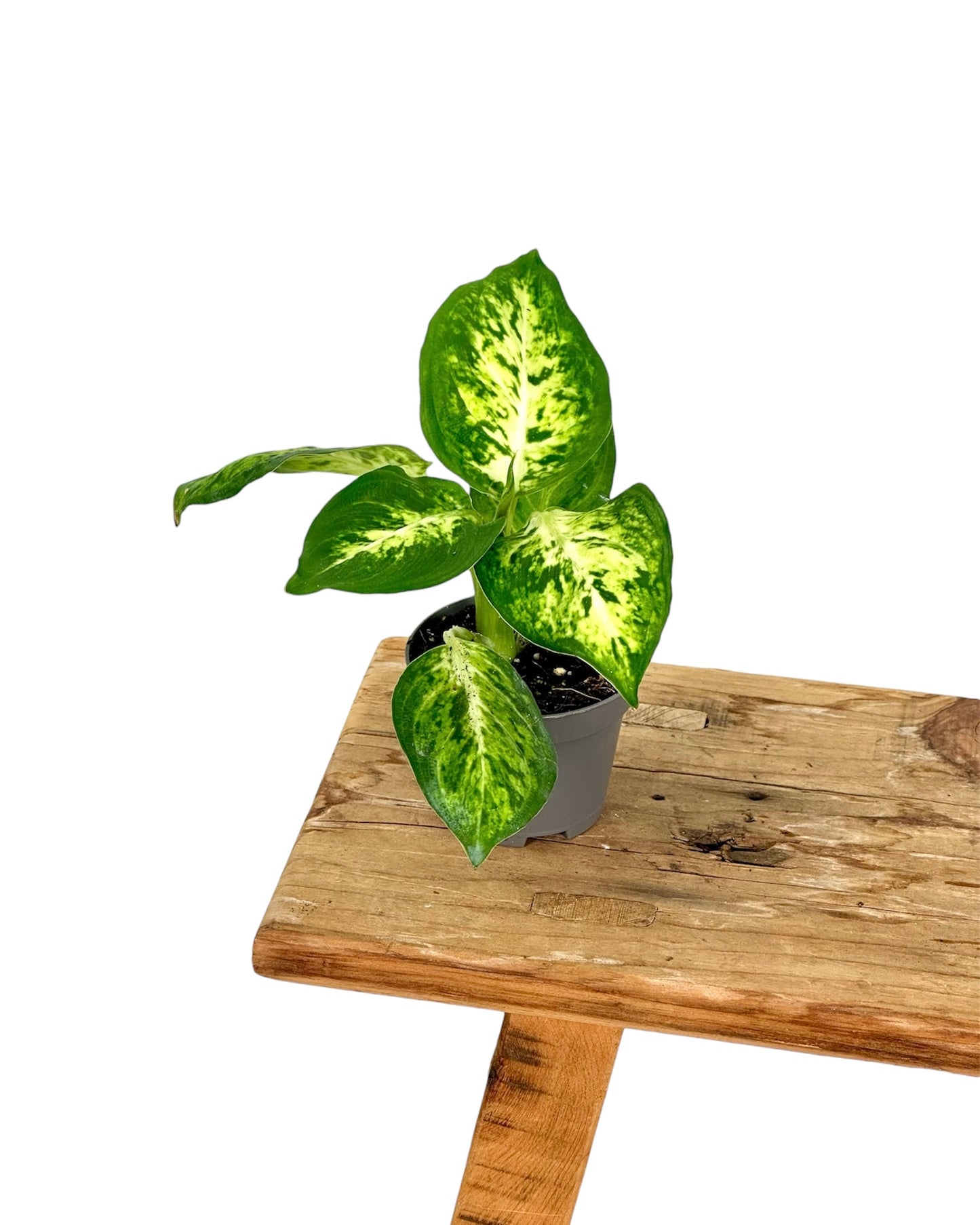 Dieffenbachia Mac Amy - Baby plant