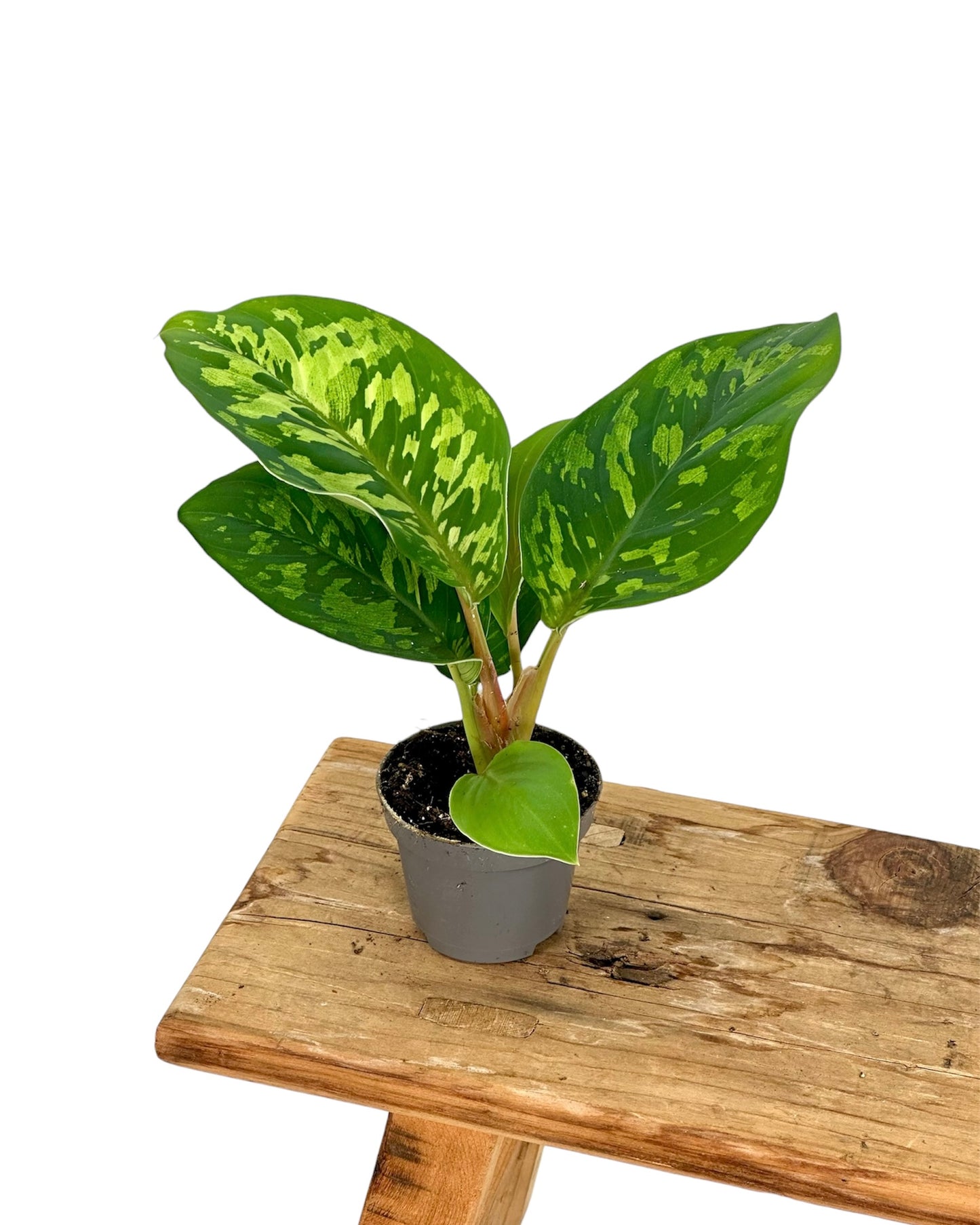 Homalomena Camouflage - Baby plant