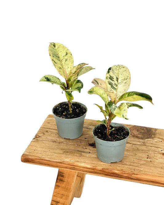 Ficus Shivereana Moonshine - Baby plant