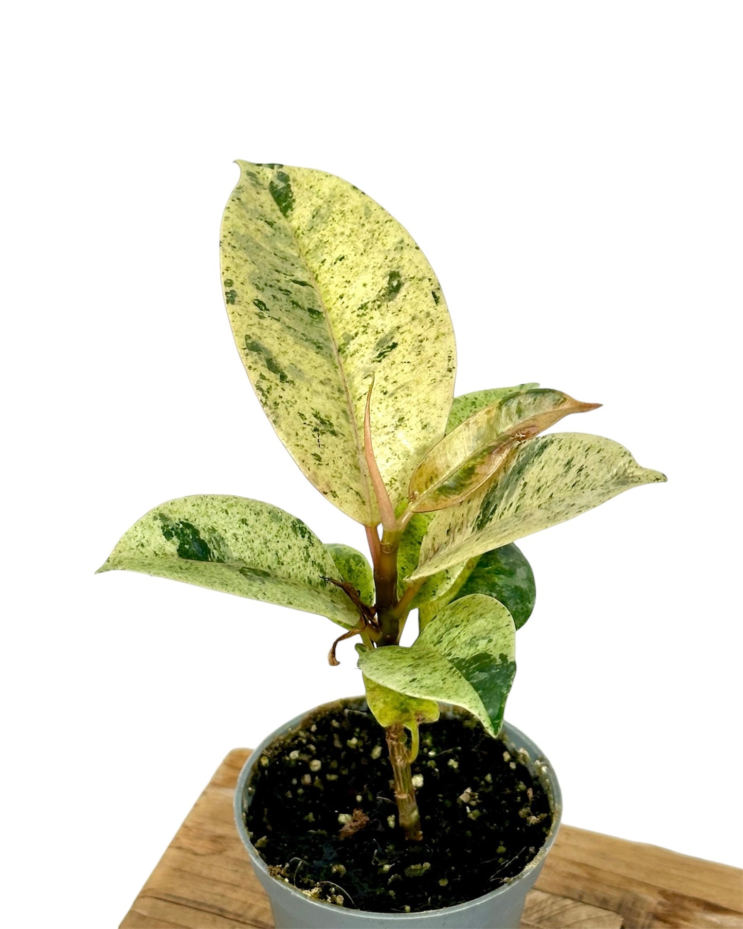Ficus Shivereana Moonshine - Baby plant