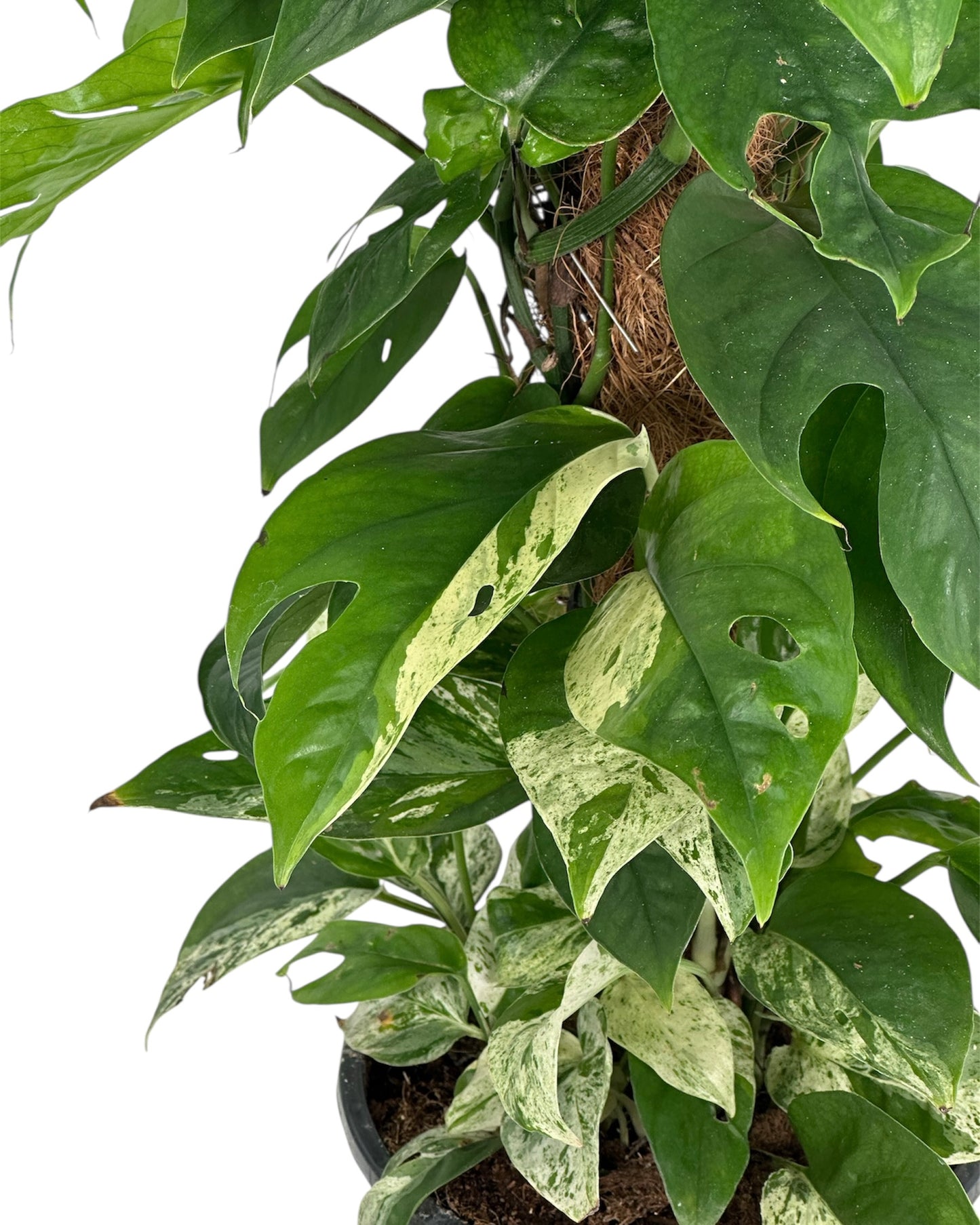Epipremnum Pinnatum Marble Variegata sur tuteur