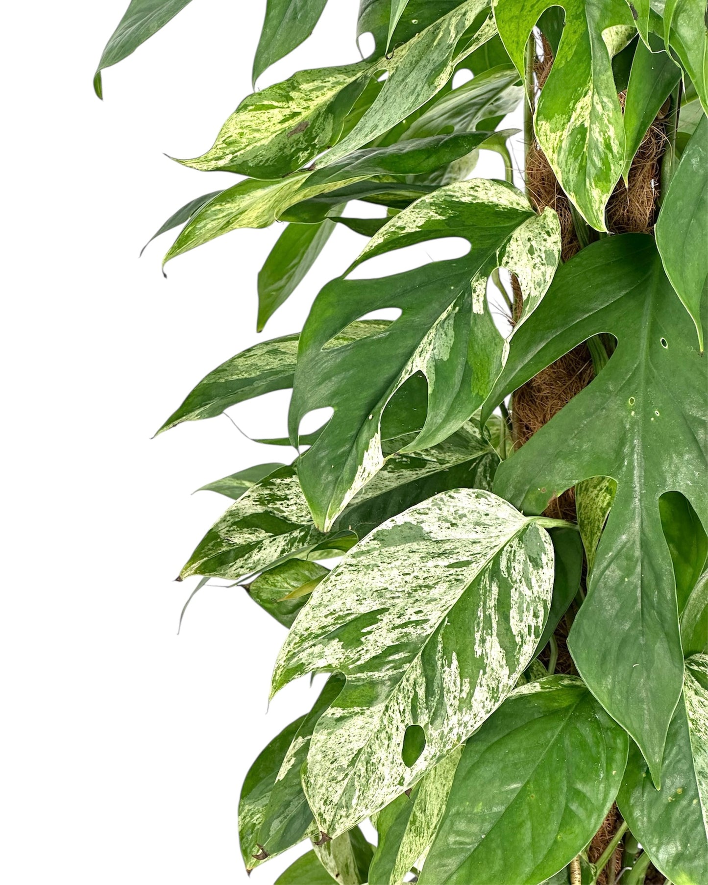 Epipremnum Pinnatum Marble Variegata sur tuteur
