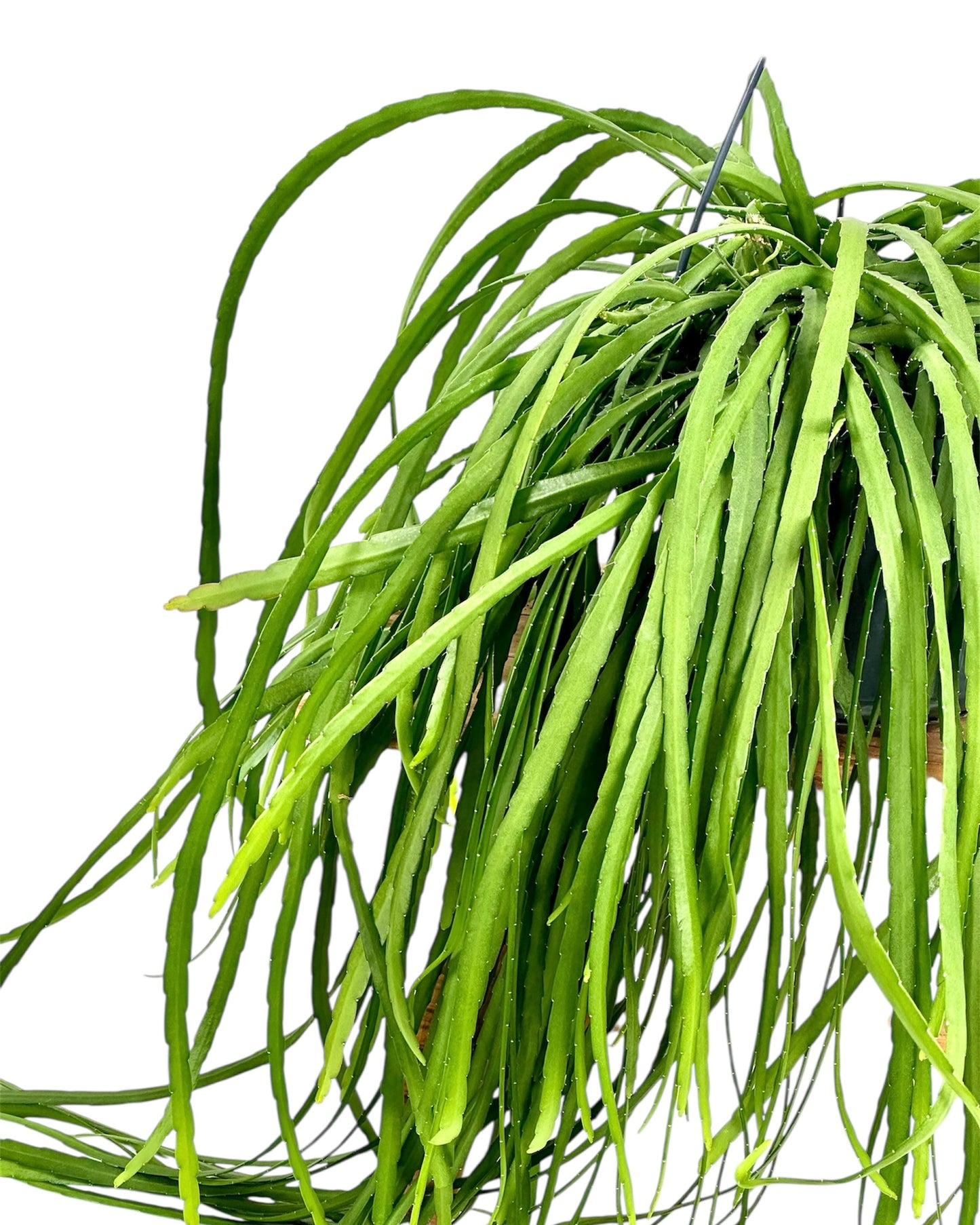 Lepismium Bolivianum - suspension