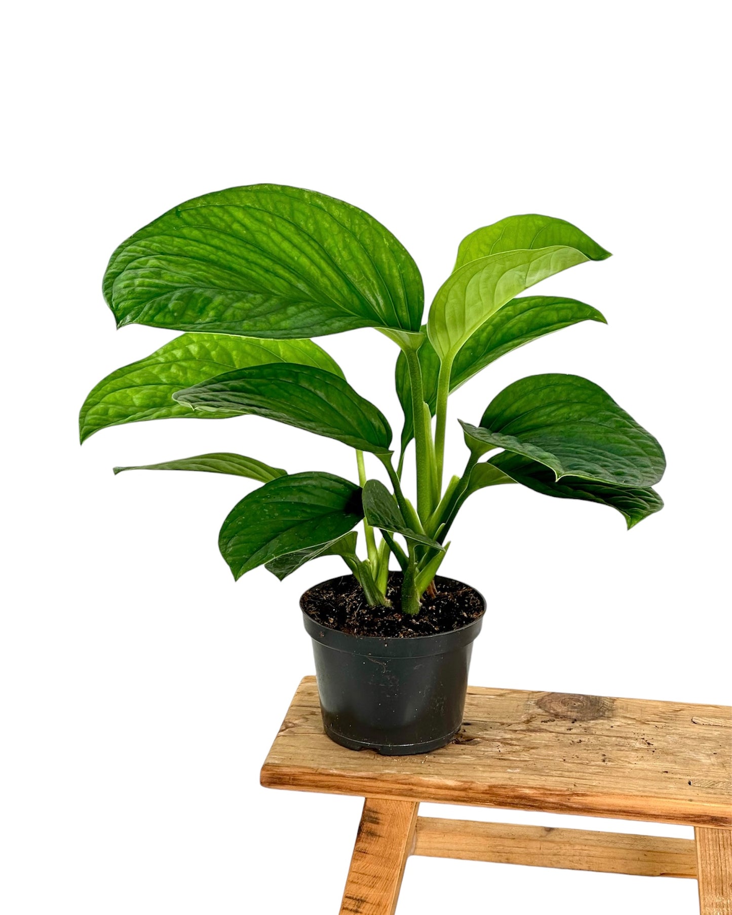 Monstera Pinnatipartita