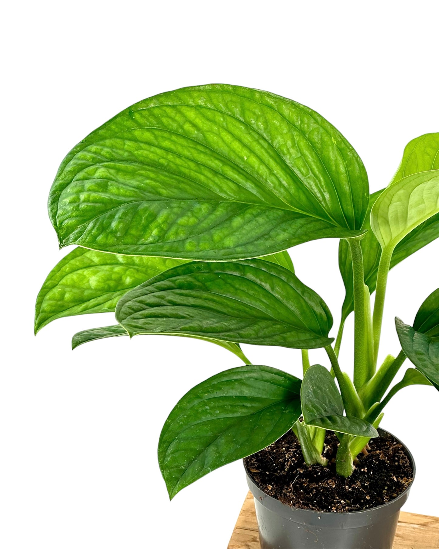 Monstera Pinnatipartita