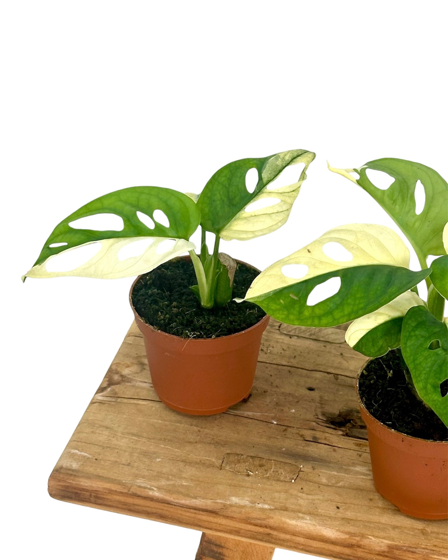 Monstera Adansonii variegata - Baby plant