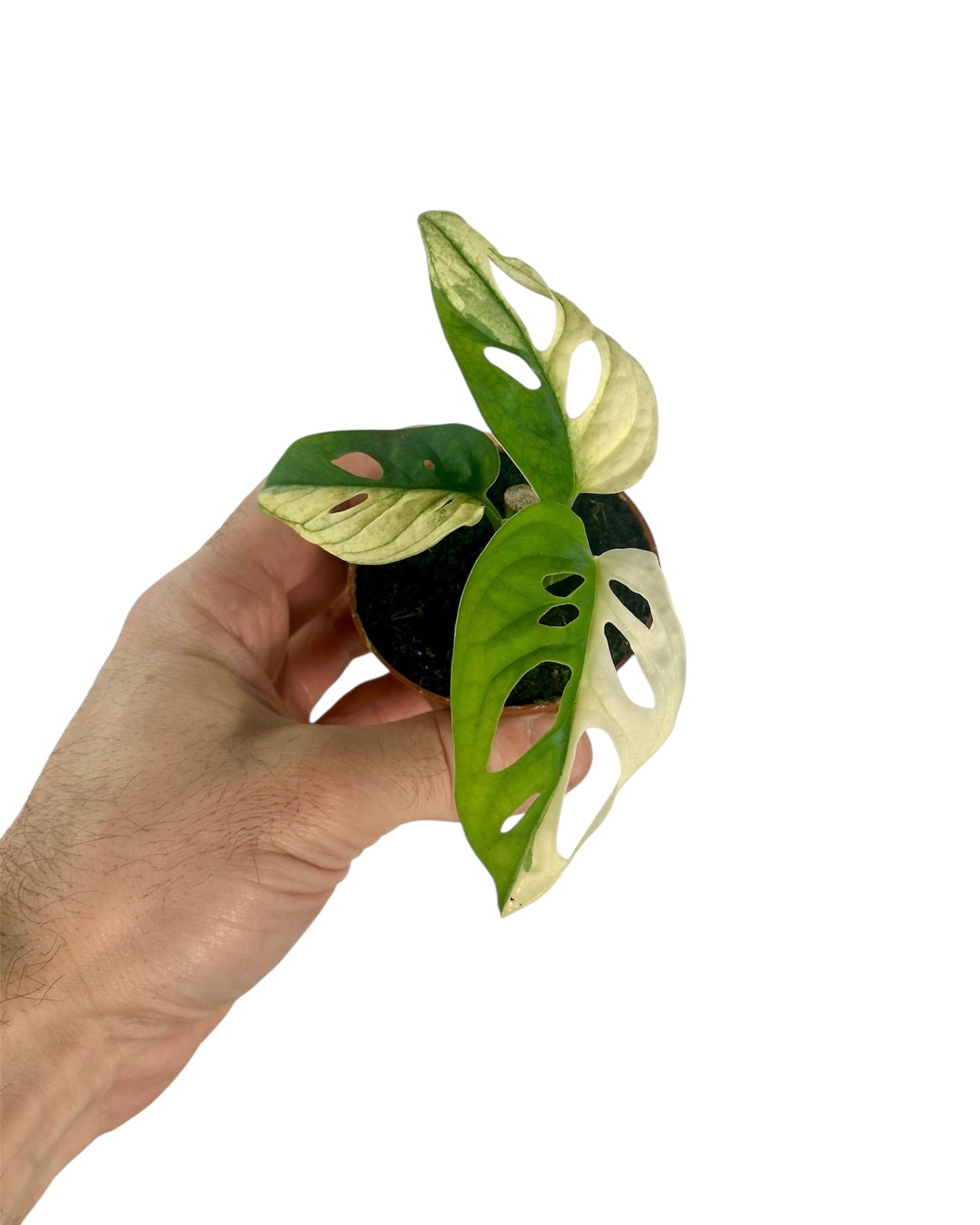 Monstera Adansonii variegata - Baby plant