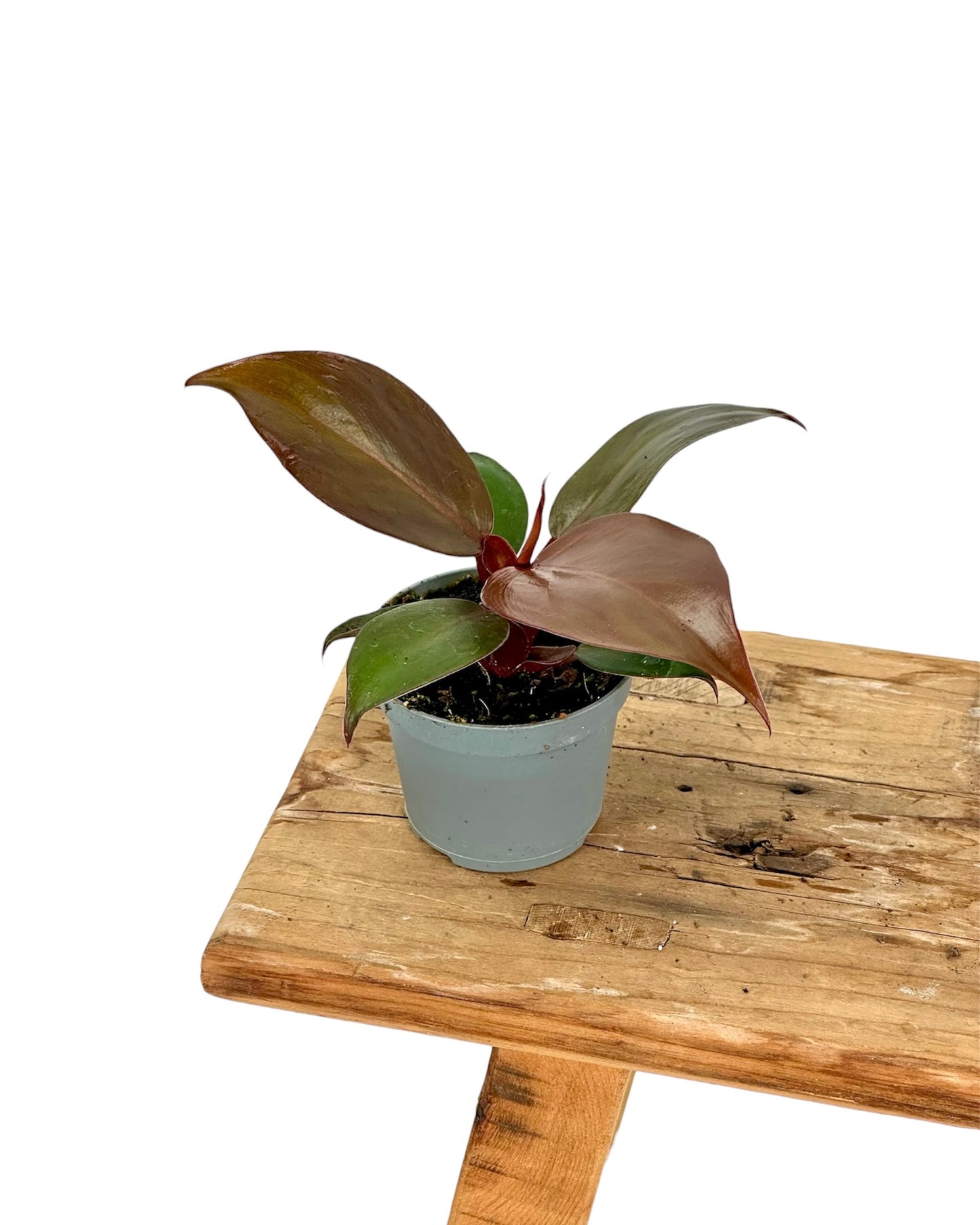 Philodendron Red Sun - Baby plant