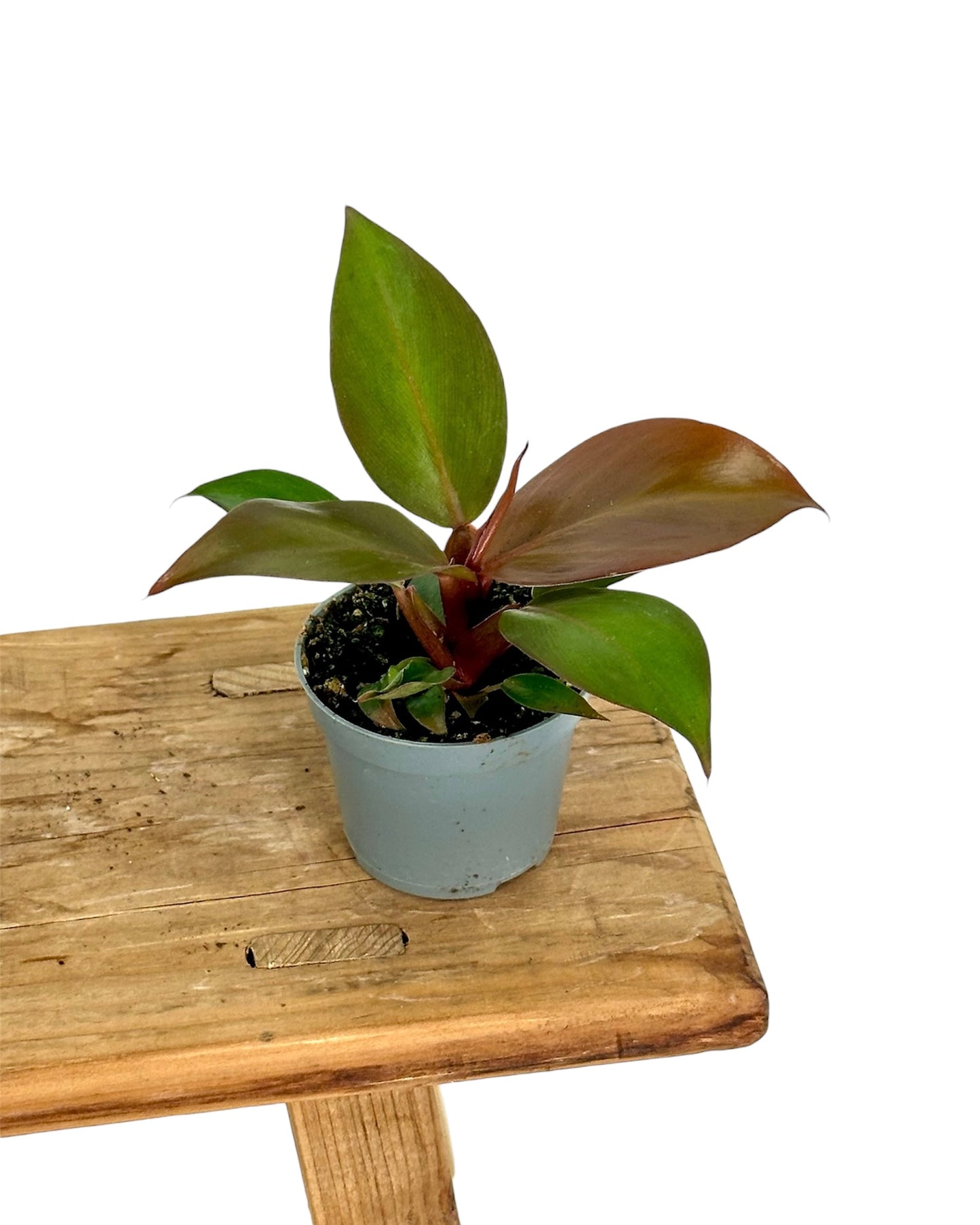 Philodendron Red Sun - Baby plant