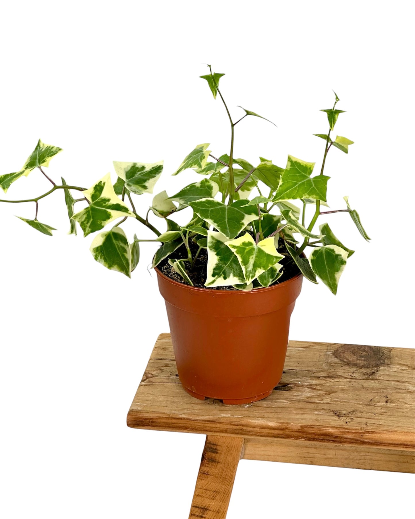 Senecio Macroglossus variegata