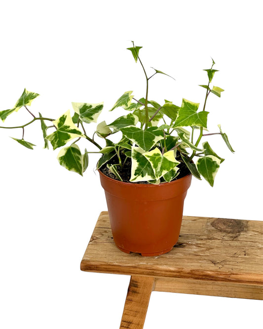 Senecio Macroglossus variegata