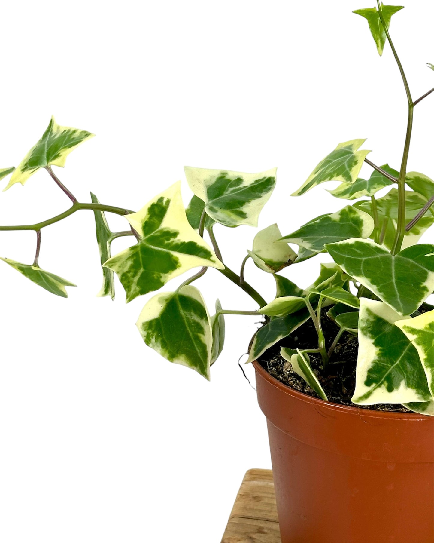 Senecio Macroglossus variegata