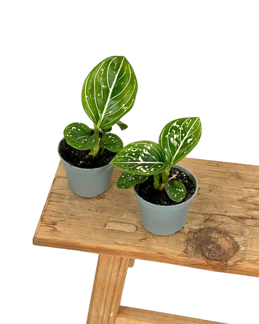 Aglaonema Toms Pride - Baby plant