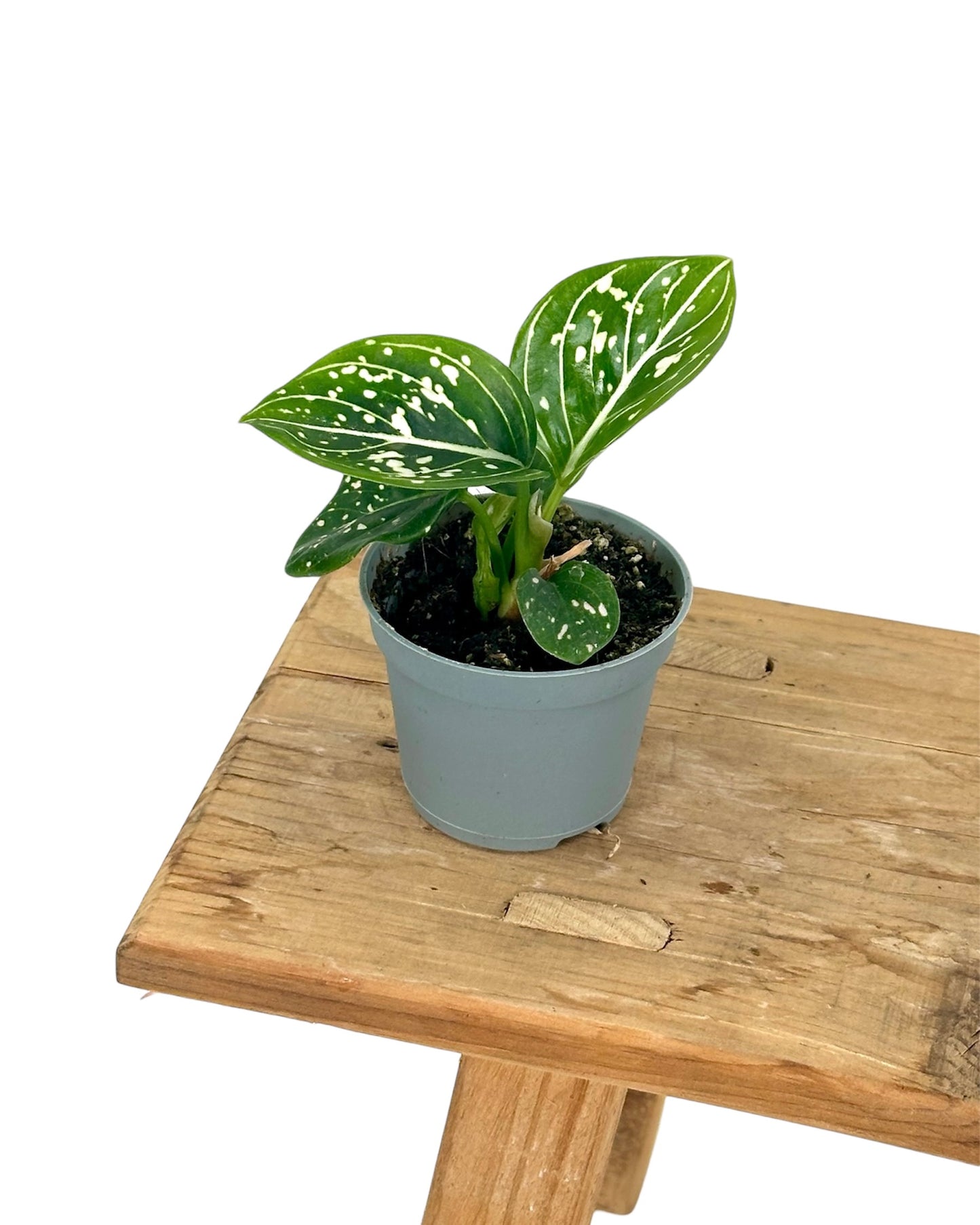 Aglaonema Toms Pride - Baby plant